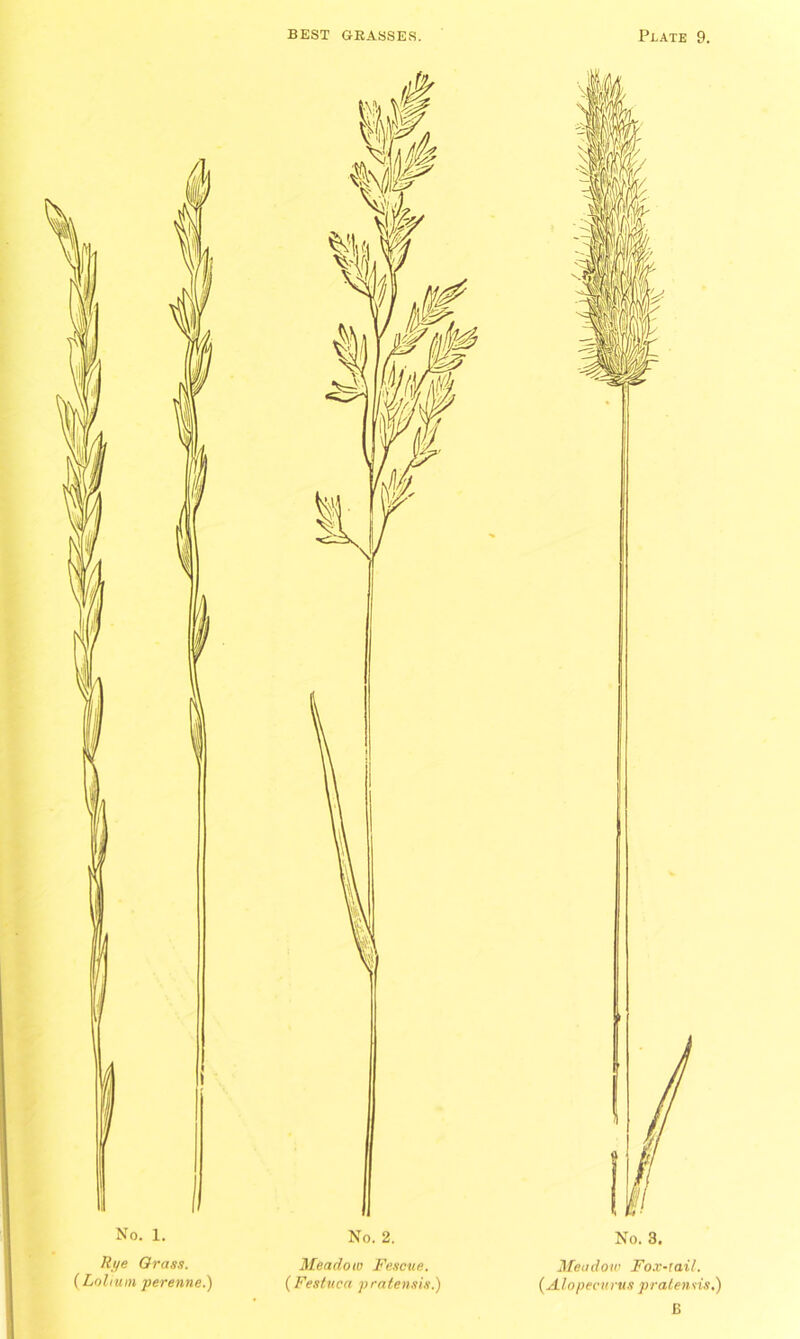 No. 1. Rye Grass. (Loliurn perenne.) Meadow Fescue. ( Festuca pratensis.) No. 3. Meadow Fox-tail. (Alopecurus pratensis.) B