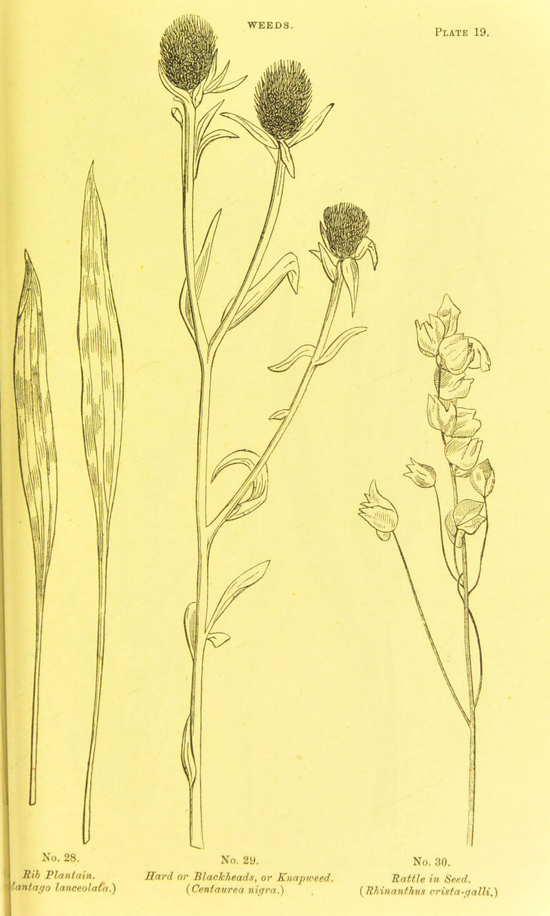 Plate 19. Rib Plantain, antago lanceolafa.) Sard or Blackheads, or Knapweed. Rattle in Seed. (Centaurea nigra.) , (Rhinanthus crista-galli.)