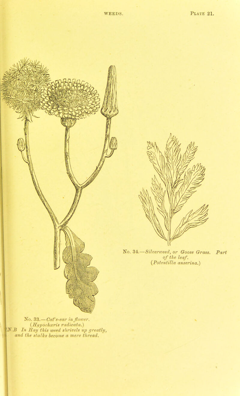 No. 33.— Cat’s-ear in flower. ( Kypochseris radicata.) N.B In Kay this weed shrivels up greatly, and the stalks become a mere thread. Part