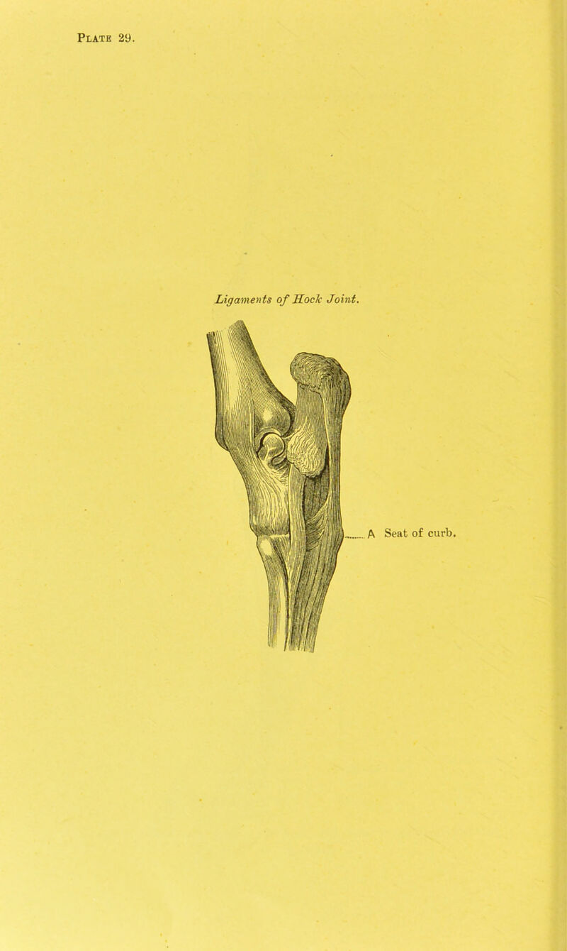 Ligaments of Hock Joint. A Seat of curb.