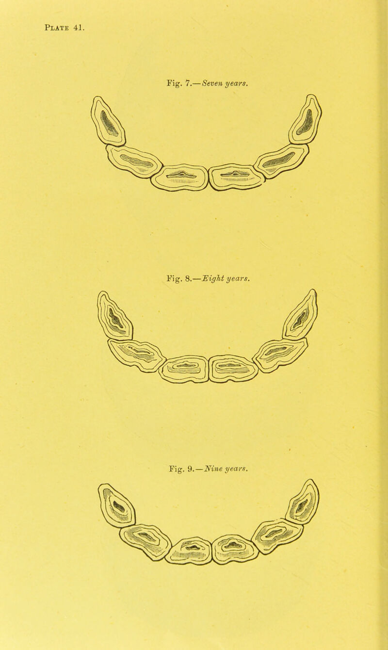 Fig. 7.— Seven years. Fig. 8.— 'Eight years.