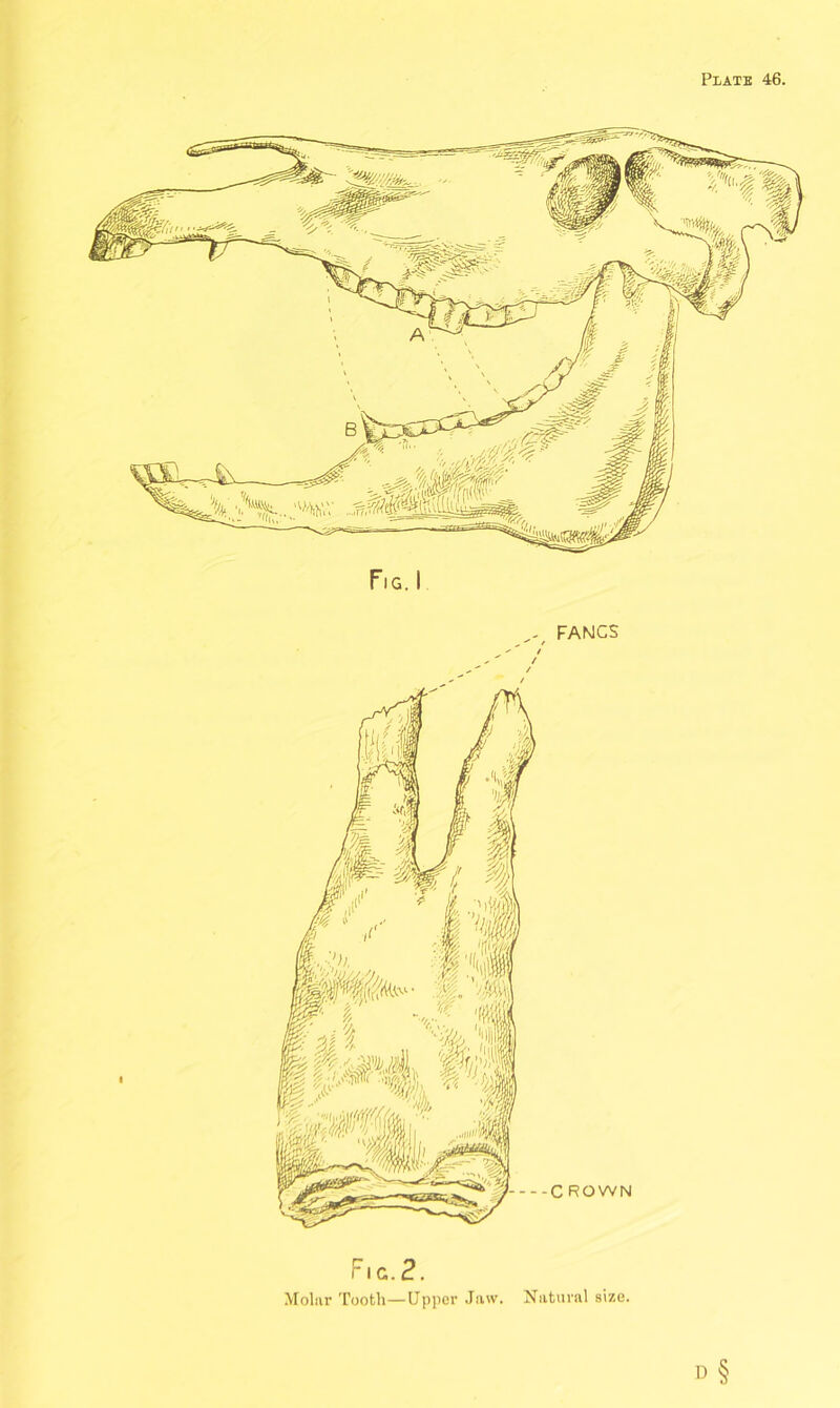 Fig. I FANGS C ROWN Fig.2. Molar Tooth—Upper Jaw. Natural size. D §