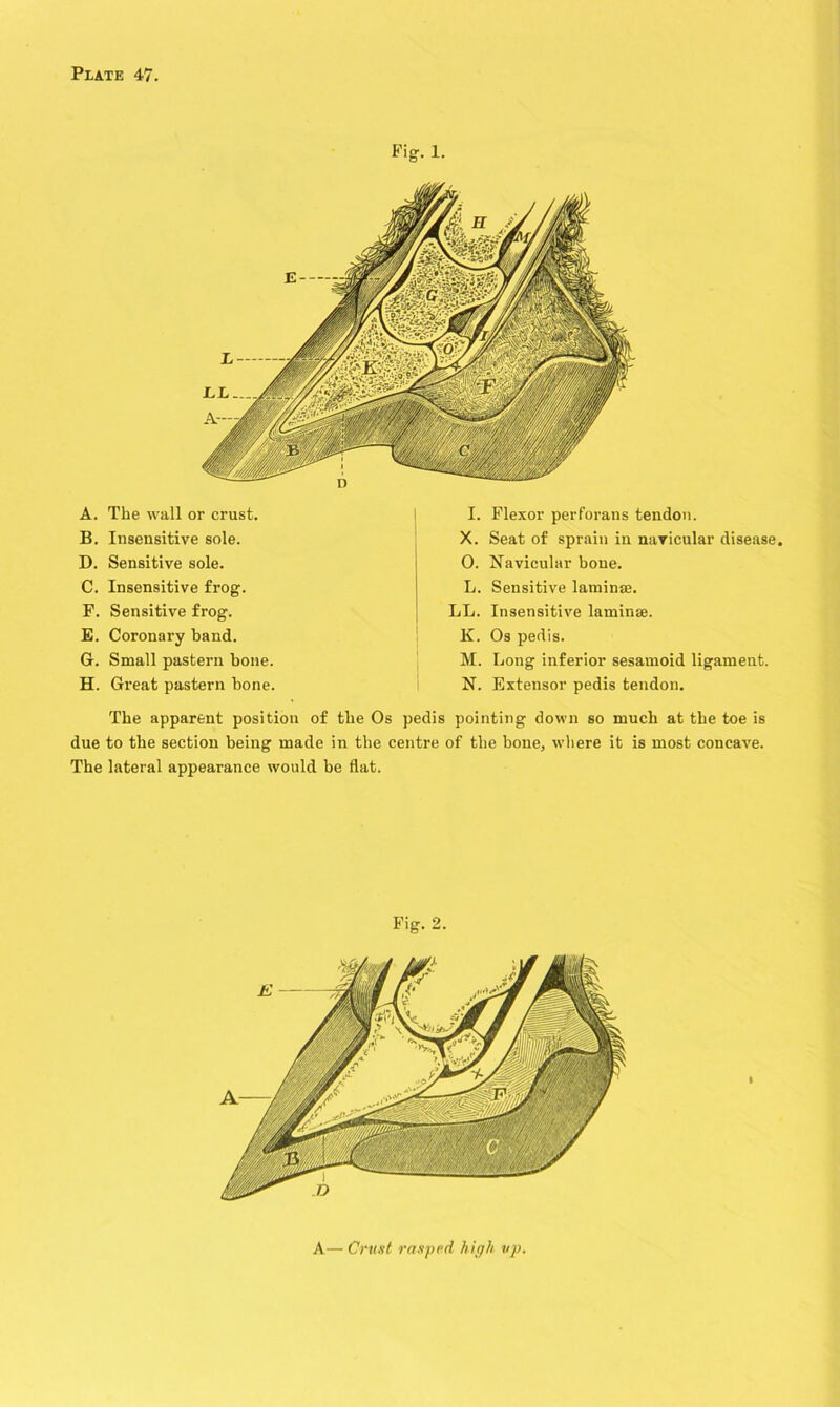 Fig. 1. A. The wall or crust. B. Insensitive sole. D. Sensitive sole. C. Insensitive frog. F. Sensitive frog. E. Coronary band. G. Small pastern bone. H. Great pastern bone. I. Flexor perforans tendon. X. Seat of sprain in navicular disease. 0. Navicular bone. L. Sensitive laminae. LL. Insensitive laminae. K. Os pedis. M. Long inferior sesamoid ligament. N. Extensor pedis tendon. The apparent position of the Os pedis pointing down so much at the toe is due to the section being made in the centre of the bone, where it is most concave. The lateral appearance would be flat. Fig. 2. A— Crust rasped high tip.