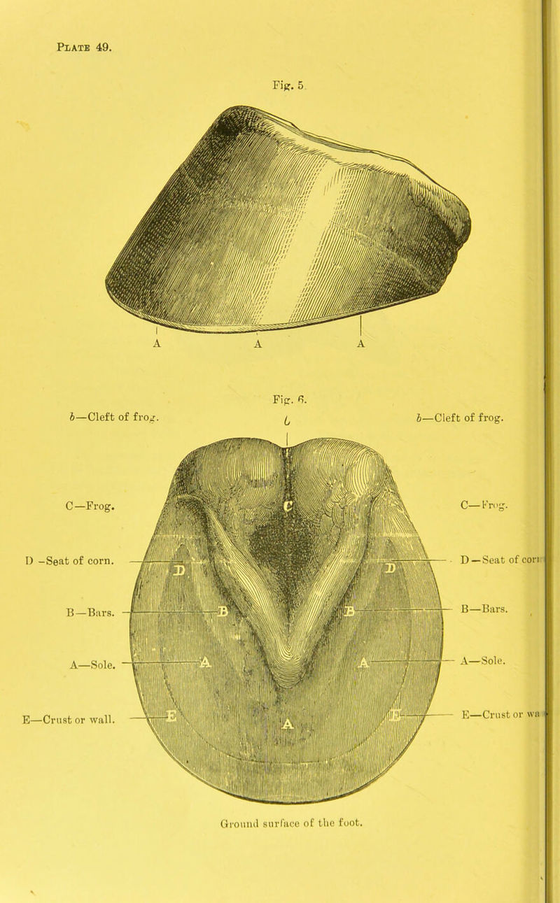 Fir. 5 Ground surface of the foot.