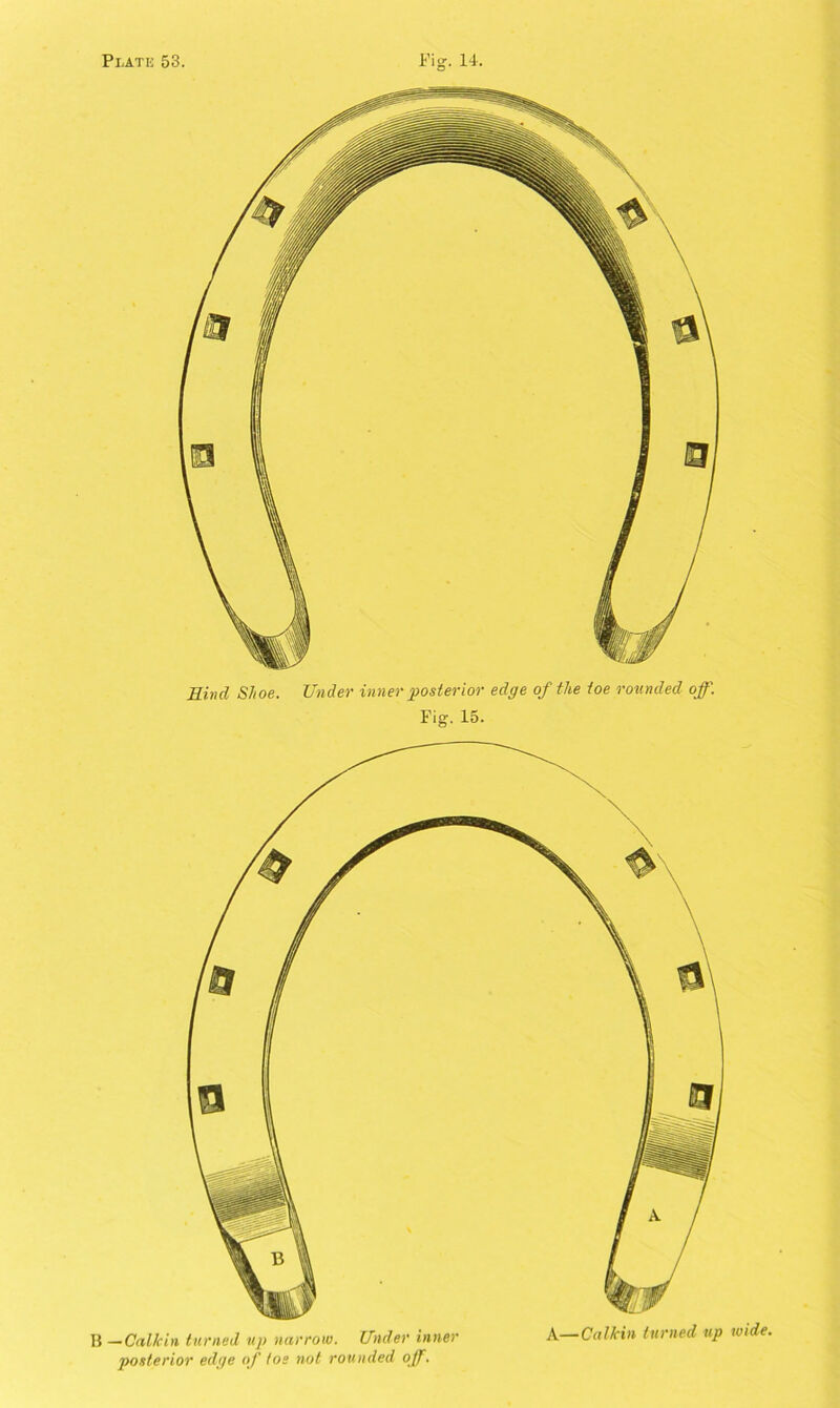 Rind Shoe. Under inner posterior edge of the toe rounded off. Fig. 15. ! —Calkin turned up narrow. Under inner posterior edge of toe not rounded off. A—Calkin turned up wide.