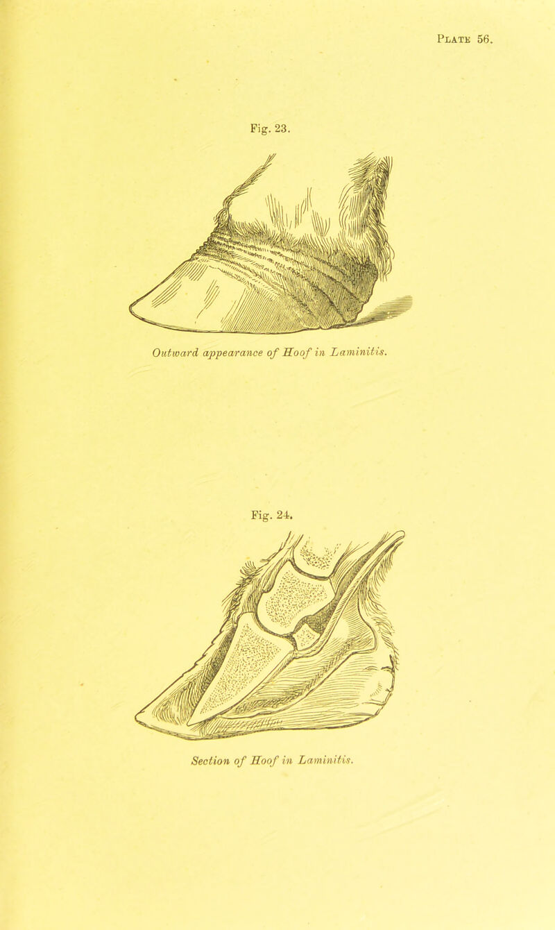 Pig. 23. Outward appearance of Hoof in Laminitis. Fig. 24. Section of Hoof in Laminitis.