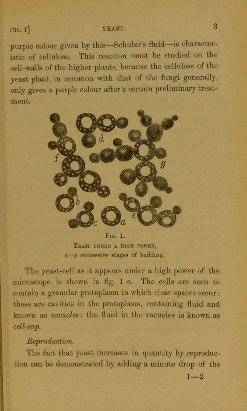 purple colour given by this—Schulze s fluid—is character- istic of cellulose. This reaction must be studied on the cell-walls of the higher plants, because the cellulose of the yeast plant, in common with that of the fungi generally, only gives a purple colour after a certain preliminary treat- ment. Fxo. 1. Yeast under a high power, a—g successive stages of budding. The yeast-cell as it appears under a high power of the microscope is shown in fig. 1 a. The cells are seen to contain a granular protoplasm in which clear spaces occur : these are cavities in the protoplasm, containing fluid and known as vacuoles: the fluid in the vacuoles is known as cell-sap. Reproduction. The fact that yeast increases in quantity by reproduc- tion can be demonstrated by adding a minute drop of the 1—2