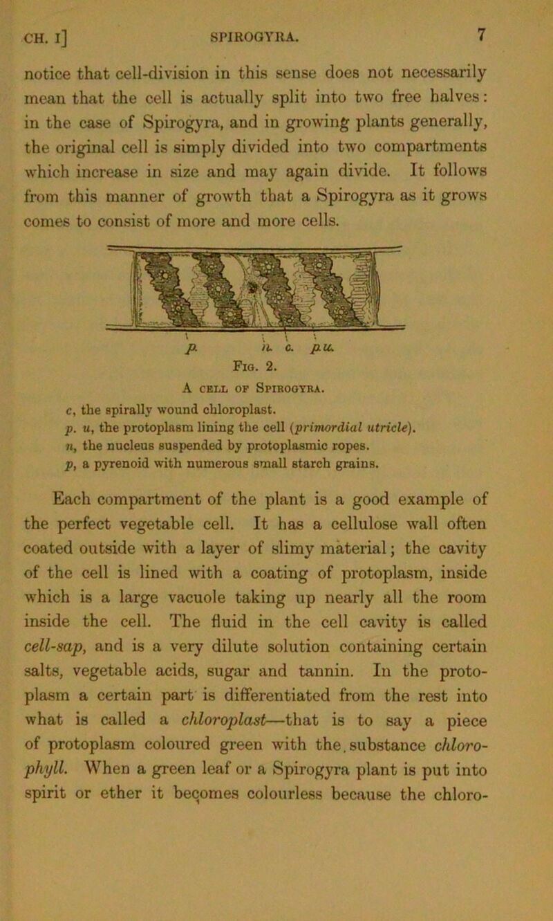 notice that cell-division in this sense does not necessarily mean that the cell is actually split into two free halves: in the case of Spirogyra, and in growing plants generally, the original cell is simply divided into two compartments which increase in size and may again divide. It follows from this manner of growth that a Spirogyra as it grows comes to consist of more and more cells. Fig. 2. A cell of Spirogyra. c, the spirally wound chloroplast. p. u, the protoplasm lining the cell (primordial utricle), n, the nucleus suspended by protoplasmic ropes. p, a pyrenoid with numerous small starch grains. Each compartment of the plant is a good example of the perfect vegetable cell. It has a cellulose wall often coated outside with a layer of slimy material; the cavity of the cell is lined with a coating of protoplasm, inside which is a large vacuole taking up nearly all the room inside the cell. The fluid in the cell cavity is called cell-sap, and is a very dilute solution containing certain salts, vegetable acids, sugar and tannin. In the proto- plasm a certain part is differentiated from the rest into what is called a chloroplast—that is to say a piece of protoplasm coloured green with the, substance chloro- phyll. When a green leaf or a Spirogyra plant is put into spirit or ether it becomes colourless because the chloro-