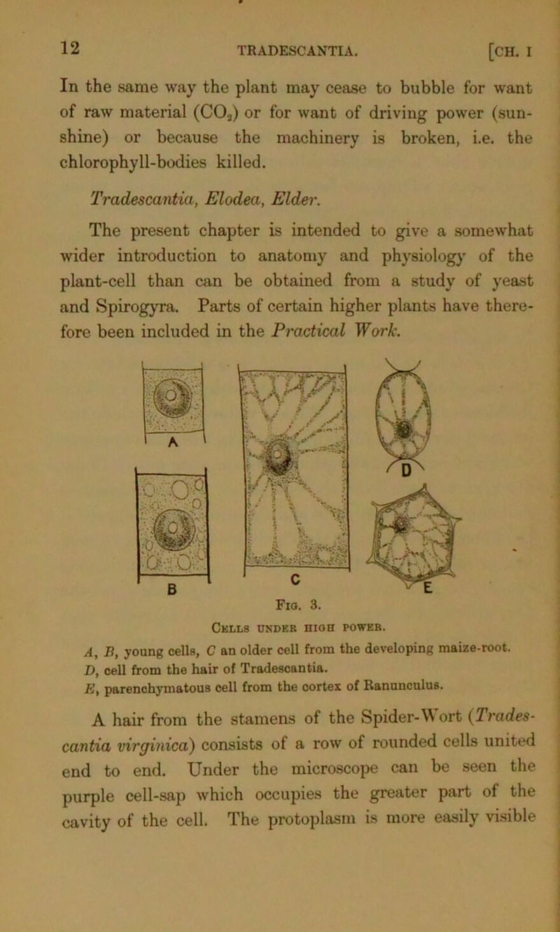 In the same way the plant may cease to bubble for want of raw material (C02) or for want of driving power (sun- shine) or because the machinery is broken, i.e. the chlorophyll-bodies killed. Tradescantia, Elodeci, Elder. The present chapter is intended to give a somewhat wider introduction to anatomy and physiology of the plant-cell than can be obtained from a study of yeast and Spirogyra. Parts of certain higher plants have there- fore been included in the Practical Work. Cells under high power. A, B, young cells, C an older cell from the developing maize-root. D, cell from the hair of Tradescantia. K, parenchymatous cell from the cortex of Ranunculus. A hair from the stamens of the Spider-Wort (Trades- cantia virginica) consists of a row of rounded cells united end to end. Under the microscope can be seen the purple cell-sap which occupies the greater part of the cavity of the cell. The protoplasm is more easily visible