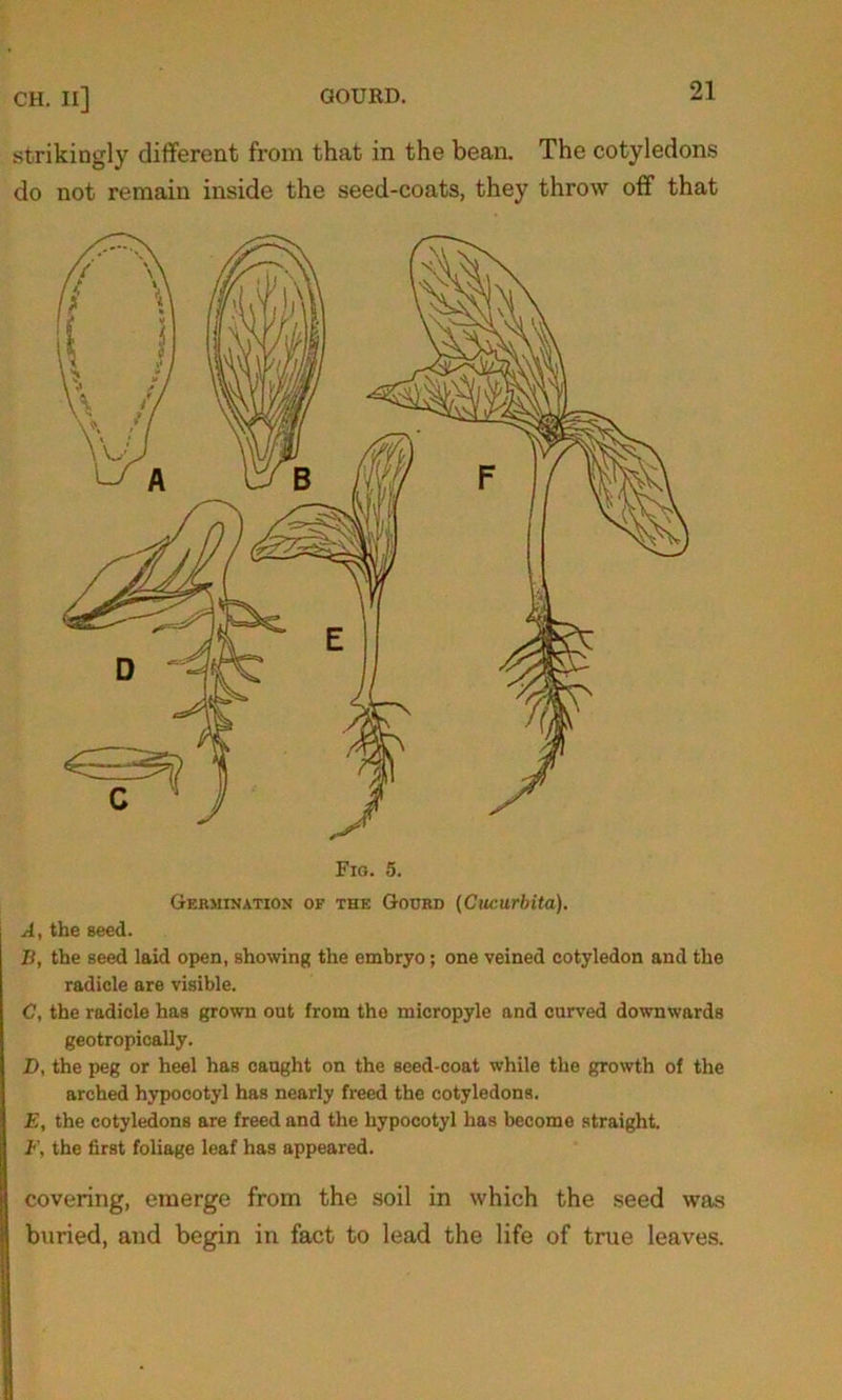 strikingly different from that in the bean. The cotyledons do not remain inside the seed-coats, they throw off that Fig. 5. Germination of the Gourd (Cucurbita). A, the seed. B, the seed laid open, showing the embryo; one veined cotyledon and the radicle are visible. C, the radicle has grown out from the micropyle and curved downwards geotropically. D, the peg or heel has caught on the seed-coat while the growth of the arched hypocotyl has nearly freed the cotyledons. E, the cotyledons are freed and the hypocotyl has become straight. F, the first foliage leaf has appeared. covering, emerge from the soil in which the seed was buried, and begin in fact to lead the life of true leaves.