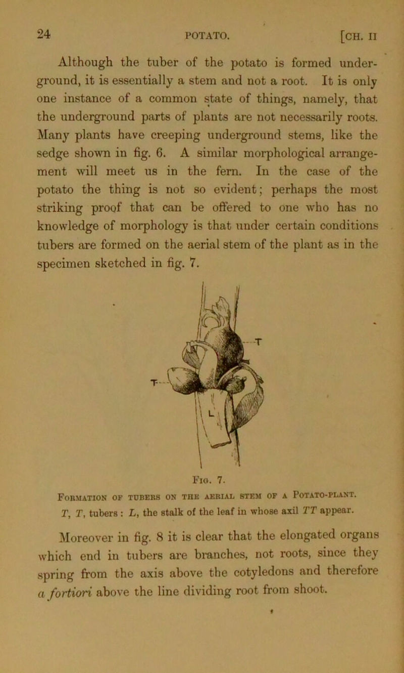 Although the tuber of the potato is formed under- ground, it is essentially a stem and not a root. It is only one instance of a common state of things, namely, that the underground parts of plants are not necessarily roots. Many plants have creeping underground stems, like the sedge shown in fig. 6. A similar morphological arrange- ment will meet us in the fern. In the case of the potato the thing is not so evident; perhaps the most striking proof that can be offered to one who has no knowledge of morphology is that under certain conditions tubers are formed on the aerial stem of the plant as in the specimen sketched in fig. 7. Fig. 7. Formation of tubers on the aerial stem of a Potato-plant. T, T, tubers : L, the stalk of the leaf in whose axil TT appear. Moreover in fig. 8 it is clear that the elongated organs which end in tubers are branches, not roots, since they spring from the axis above the cotyledons and therelore a fortiori above the line dividing root from shoot.