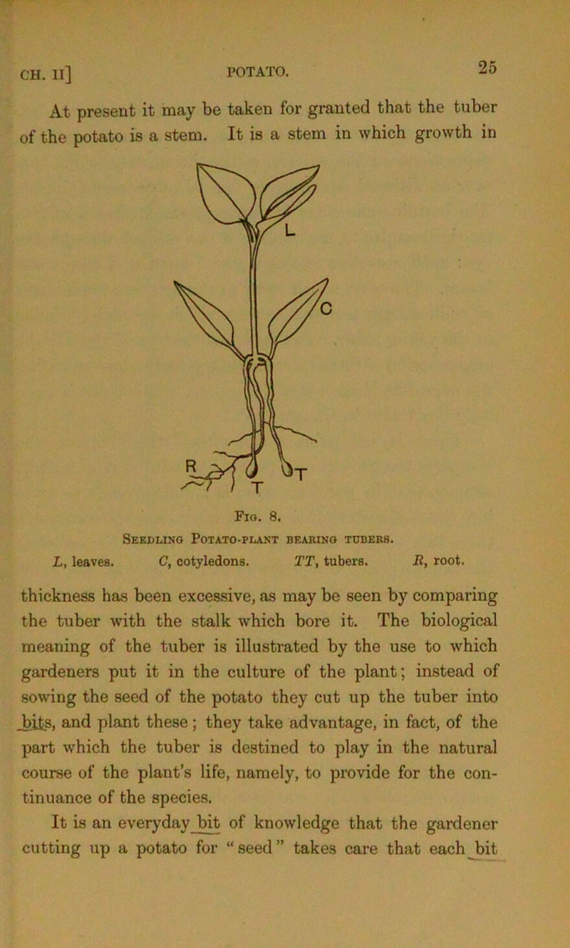 At present it may be taken for granted that the tuber of the potato is a stem. It is a stem in which growth in Seedling Potato-plant bearing tubers. L, leaves. C, cotyledons. TT, tubers. R, root. thickness has been excessive, as may be seen by comparing the tuber with the stalk which bore it. The biological meaning of the tuber is illustrated by the use to which gardeners put it in the culture of the plant; instead of sowing the seed of the potato they cut up the tuber into bits, and plant these; they take advantage, in fact, of the part w'hich the tuber is destined to play in the natural course of the plant’s life, namely, to provide for the con- tinuance of the species. It is an everyday bit of knowledge that the gardener cutting up a potato for “ seed ” takes care that each bit