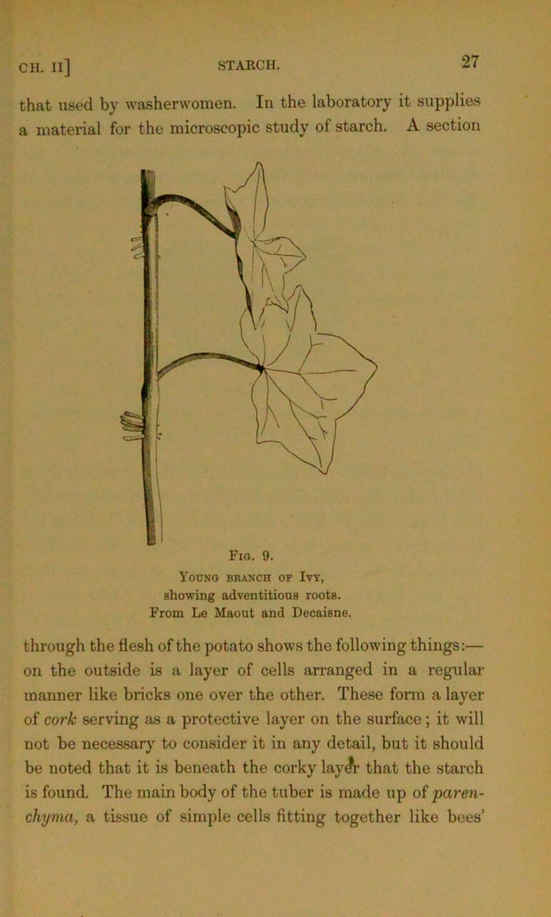 that used by washerwomen. In the laboratory it supplies a material for the microscopic study of starch. A section Young branch of Ivy, showing adventitious roots. From Le Maout and Decaisne. through the flesh of the potato shows the following things:— on the outside is a layer of cells arranged in a regular manner like bricks one over the other. These form a layer of cork serving as a protective layer on the surface ; it will not be necessary to consider it in any detail, but it should be noted that it is beneath the corky layA that the starch is found. The main body of the tuber is made up of paren- chyma, a tissue of simple cells fitting together like bees’