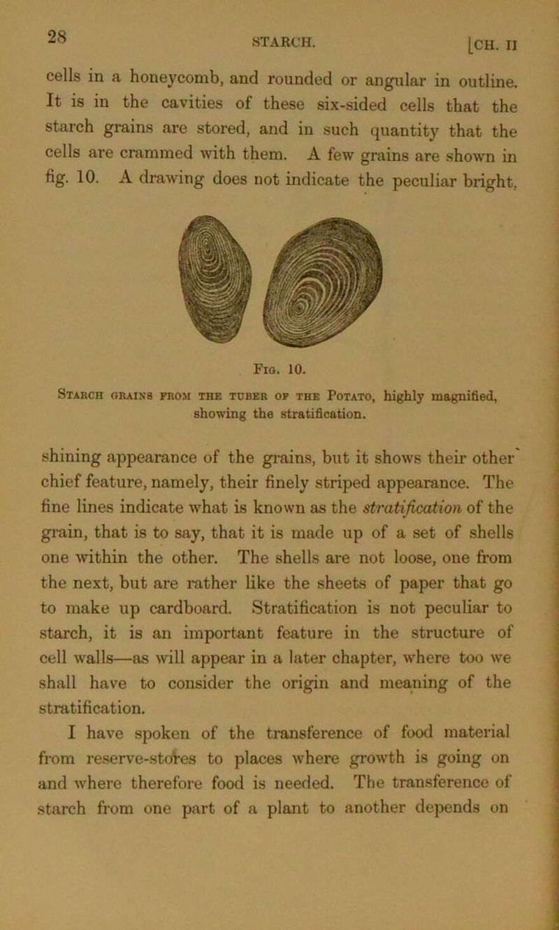 STARCH. |CH. II cells in a honeycomb, and rounded or angular in outline. It is in the cavities of these six-sided cells that the starch grains are stored, and in such quantity that the cells are crammed with them. A few grains are shown in fig. 10. A drawing does not indicate the peculiar bright, Fio. 10. Starch grains from the tuber of the Potato, highly magnified, showing the stratification. shining appearance of the grains, but it shows their other chief feature, namely, their finely striped appearance. The fine lines indicate what is known as the stratification of the grain, that is to say, that it is made up of a set of shells one within the other. The shells are not loose, one from the next, but are rather like the sheets of paper that go to make up cardboard. Stratification is not peculiar to starch, it is an important feature in the structure of cell walls—as will appear in a later chapter, where too we shall have to consider the origin and meaning of the stratification. I have spoken of the transference of food material from reserve-steles to places where growth is going on and where therefore food is needed. The transference of starch from one part of a plant to another depends on