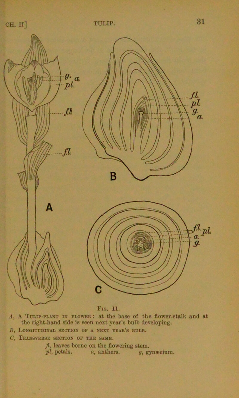 Fig. 11. A, A Tulip-plant in flower: at the base of the flower-stalk and at the right-hand side is seen next year’s bulb developing. B, Longitudinal section of a next tear’s bulb. C, Transverse section of the same. fl, leaves borne on the flowering stem. pi, petals. a, anthers. g, gynsecium.