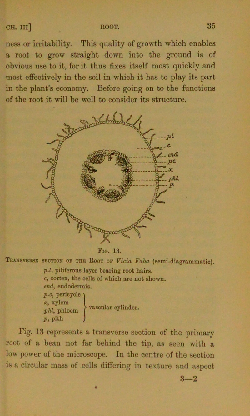 ness or irritability. This quality of growth which enables a root to grow straight down into the ground is of obvious use to it, for it thus fixes itself most quickly and most effectively in the soil in which it has to play its part in the plant’s economy. Before going on to the functions of the root it will be well to consider its structure. Fig. 13. Transverse section of the Root of Vida Faba (semi-diagrammatic). р. l, piliferous layer bearing root hairs. с, cortex, the cells of which are not shown. end, endodermis. p.c, pericyole \ x, xylem I phi, phloem f va8cular °ylinder- p, pith J Fig. 13 represents a transverse section of the primary root of a bean not far behind the tip, as seen with a low power of the microscope. In the centre of the section is a circular mass of cells differing in texture and aspect 3—2