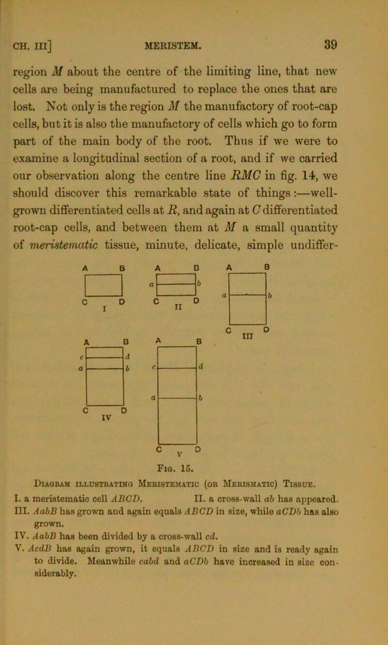 region M about the centre of the limiting line, that new cells are being manufactured to replace the ones that are lost. Not only is the region M the manufactory of root-cap cells, but it is also the manufactory of cells which go to form part of the main body of the root. Thus if we were to examine a longitudinal section of a root, and if we carried our observation along the centre line RMG in fig. 14, we should discover this remarkable state of things:—well- grown differentiated cells at R, and again at G differentiated root-cap cells, and between them at M a small quantity of meristematic tissue, minute, delicate, simple undiflfer- A B c D i Fig. 15. Diagram illustrating Meristematic (or Merismatic) Tissue. I. a meristematic cell ABCD. II. a cross-wall ah has appeared. III. AabB has grown and again equals ABCD in size, while aCDb has also grown. IV. AabB has been divided by a cross-wall cd. V. AcdB has again grown, it equals ABCD in size and is ready again to divide. Meanwhile cabd and aCDb have increased in size con- siderably.