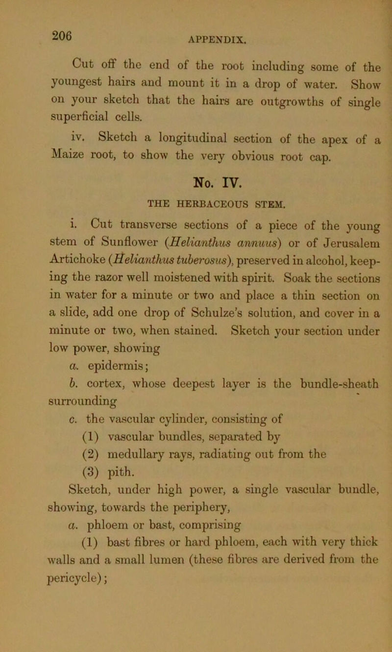 APPENDIX. Cut off the end of the root including some of the youngest hairs and mount it in a drop of water. Show on your sketch that the hairs are outgrowths of single superficial cells. iv. Sketch a longitudinal section of the apex of a Maize root, to show the very obvious root cap. No. IV. THE HERBACEOUS STEM. i. Cut transverse sections of a piece of the young stem of Sunflower (Helicinthus animus) or of Jerusalem Artichoke (Heliantkus tuberosus), preserved in alcohol, keep- ing the razor well moistened with spirit. Soak the sections in water for a minute or two and place a thin section on a slide, add one drop of Schulze’s solution, and cover in a minute or two, when stained. Sketch your section under low power, showing a. epidermis; b. cortex, whose deepest layer is the bundle-sheath surrounding c. the vascular cylinder, consisting of (1) vascular bundles, separated by (2) medullary rays, radiating out from the (3) pith. Sketch, under high power, a single vascular bundle, showing, towards the periphery, a. phloem or bast, comprising (1) bast fibres or hard phloem, each with very thick walls and a small lumen (these fibres are derived from the pericycle);