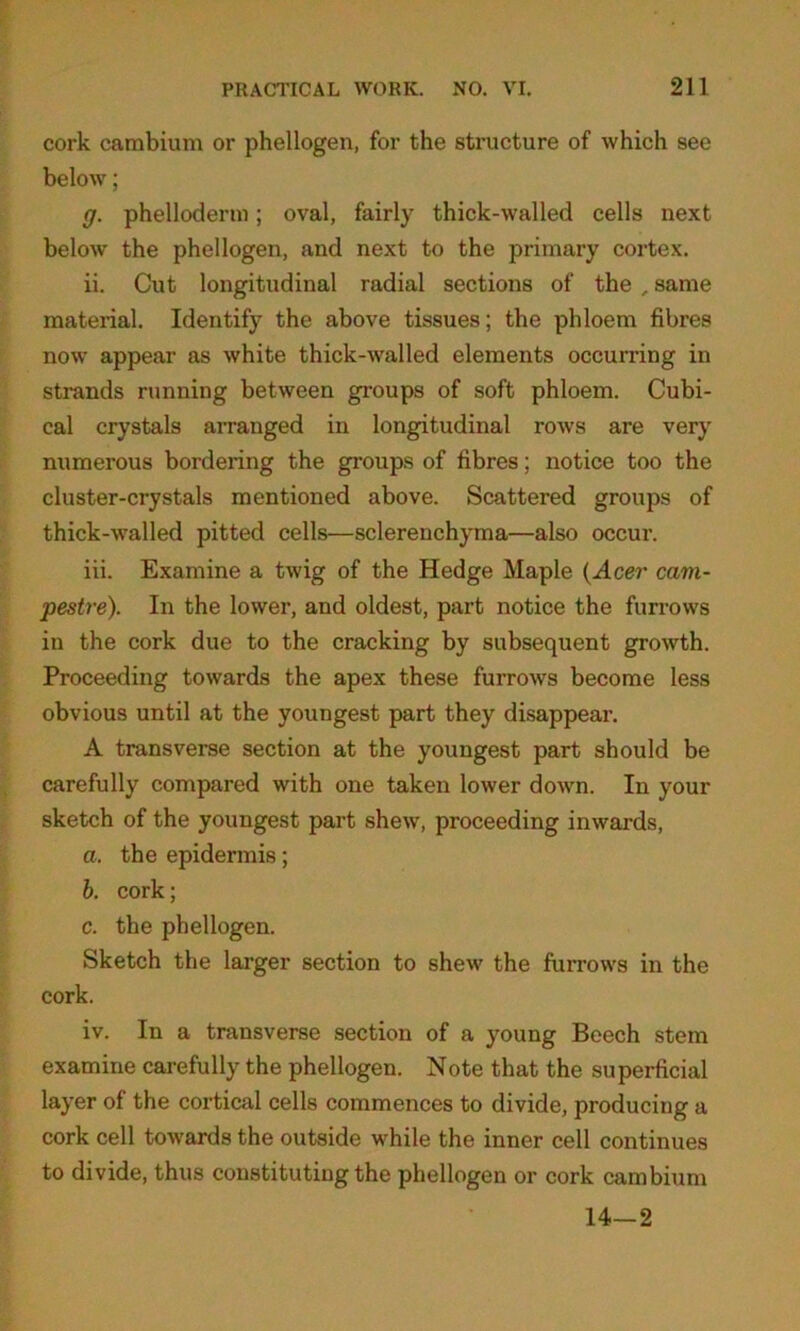 cork cambium or phellogen, for the structure of which see below; g. phelloderm; oval, fairly thick-walled cells next below the phellogen, and next to the primary cortex. ii. Cut longitudinal radial sections of the , same material. Identify the above tissues; the phloem fibres now appear as white thick-walled elements occurring in strands running between groups of soft phloem. Cubi- cal crystals arranged in longitudinal rows are very numerous bordering the groups of fibres; notice too the cluster-crystals mentioned above. Scattered groups of thick-walled pitted cells—sclerenchyma—also occur. iii. Examine a twig of the Hedge Maple (Acer cam- pestre). In the lower, and oldest, part notice the furrows in the cork due to the cracking by subsequent growth. Proceeding towards the apex these furrows become less obvious until at the youngest part they disappear. A transverse section at the youngest part should be carefully compared with one taken lower down. In your sketch of the youngest part shew, proceeding inwards, a. the epidermis; b. cork; c. the phellogen. Sketch the larger section to shew the furrows in the cork. iv. In a transverse section of a young Beech stem examine carefully the phellogen. Note that the superficial layer of the cortical cells commences to divide, producing a cork cell towards the outside while the inner cell continues to divide, thus constituting the phellogen or cork cambium 14—2