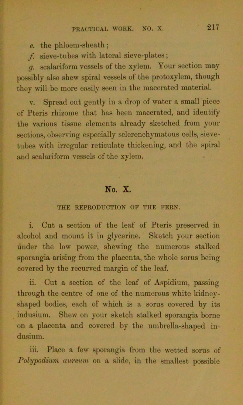 e. the phloem-sheath; f sieve-tubes with lateral sieve-plates; g. scalariform vessels of the xylem. Your section may possibly also shew spiral vessels of the protoxylem, though they will be more easily seen in the macerated material. v. Spread out gently in a drop of water a small piece of Pteris rhizome that has been macerated, and identify the various tissue elements already sketched from your sections, observing especially sclerenchymatous cells, sieve- tubes with irregular reticulate thickening, and the spiral and scalariform vessels of the xylem. No. X. THE REPRODUCTION OF THE FERN. i. Cut a section of the leaf of Pteris preserved in alcohol and mount it in glycerine. Sketch your section under the low power, shewing the numerous stalked sporangia arising from the placenta, the whole sorus being covered by the recurved margin of the leaf. ii. Cut a section of the leaf of Aspidium, passing through the centre of one of the numerous white kidney- shaped bodies, each of which is a sorus covered by its indusium. Shew on your sketch stalked sporangia borne on a placenta and covered by the umbrella-shaped in- dusium. iii. Place a few sporangia from the wetted sorus of Polypodium aureum on a slide, in the smallest possible