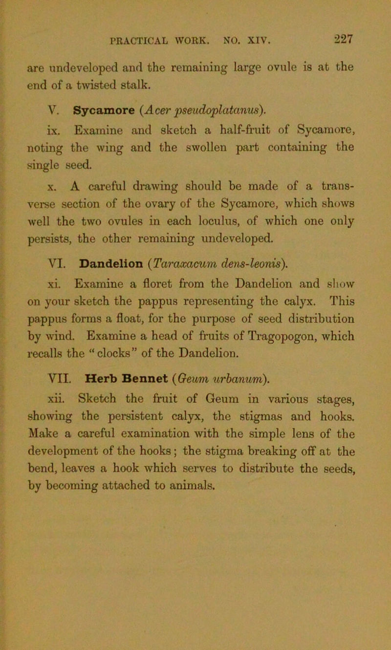 are undeveloped and the remaining large ovule is at the end of a twisted stalk. V. Sycamore (Acer pseudoplatanm). ix. Examine and sketch a half-fruit of Sycamore, noting the wing and the swollen part containing the single seed. x. A careful drawing should be made of a trans- verse section of the ovary of the Sycamore, which shows well the two ovules in each loculus, of which one only persists, the other remaining undeveloped. VI. Dandelion (Taraxacum dens-leonis). xi. Examine a floret from the Dandelion and show on your sketch the pappus representing the calyx. This pappus forms a float, for the purpose of seed distribution by wind. Examine a head of fruits of Tragopogon, which recalls the “clocks” of the Dandelion. VII. Herb Bennet (Geum urbanum). xii. Sketch the fruit of Geum in various stages, showing the persistent calyx, the stigmas and hooks. Make a careful examination with the simple lens of the development of the hooks; the stigma breaking off at the bend, leaves a hook which serves to distribute the seeds, by becoming attached to animals.