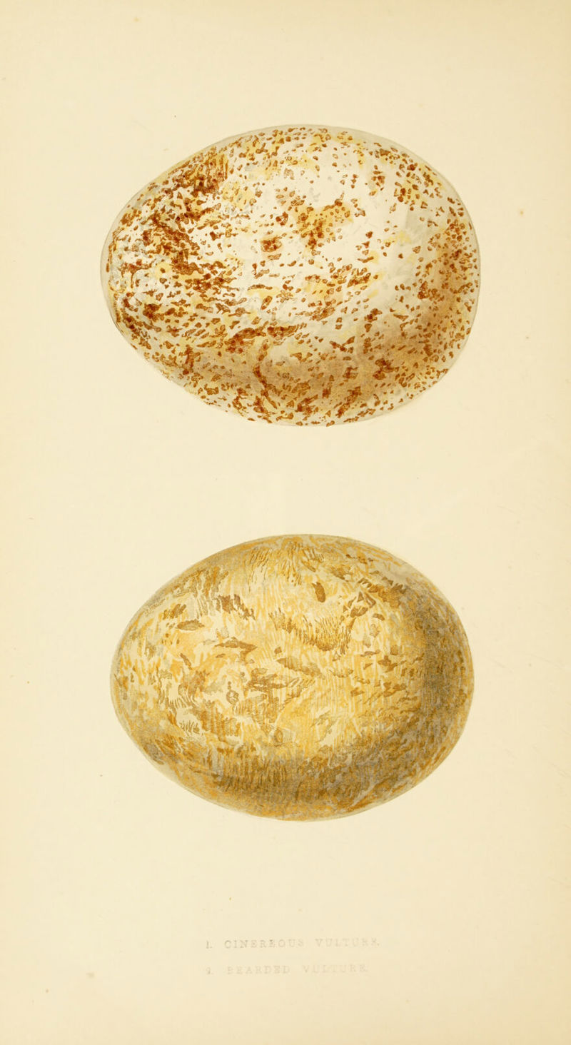 A* ‘it ‘/a ' -. ^ !s •■‘*.’iir^' * '4  ' > &* r s^ . * *« r A.'-'S,'*’^ y ^ ^ „ - < ,, - M' V'. *V W%h:kr ' 'V.!?, .,-_ -' # r  ■ *5»» ik. ^ ^ -4