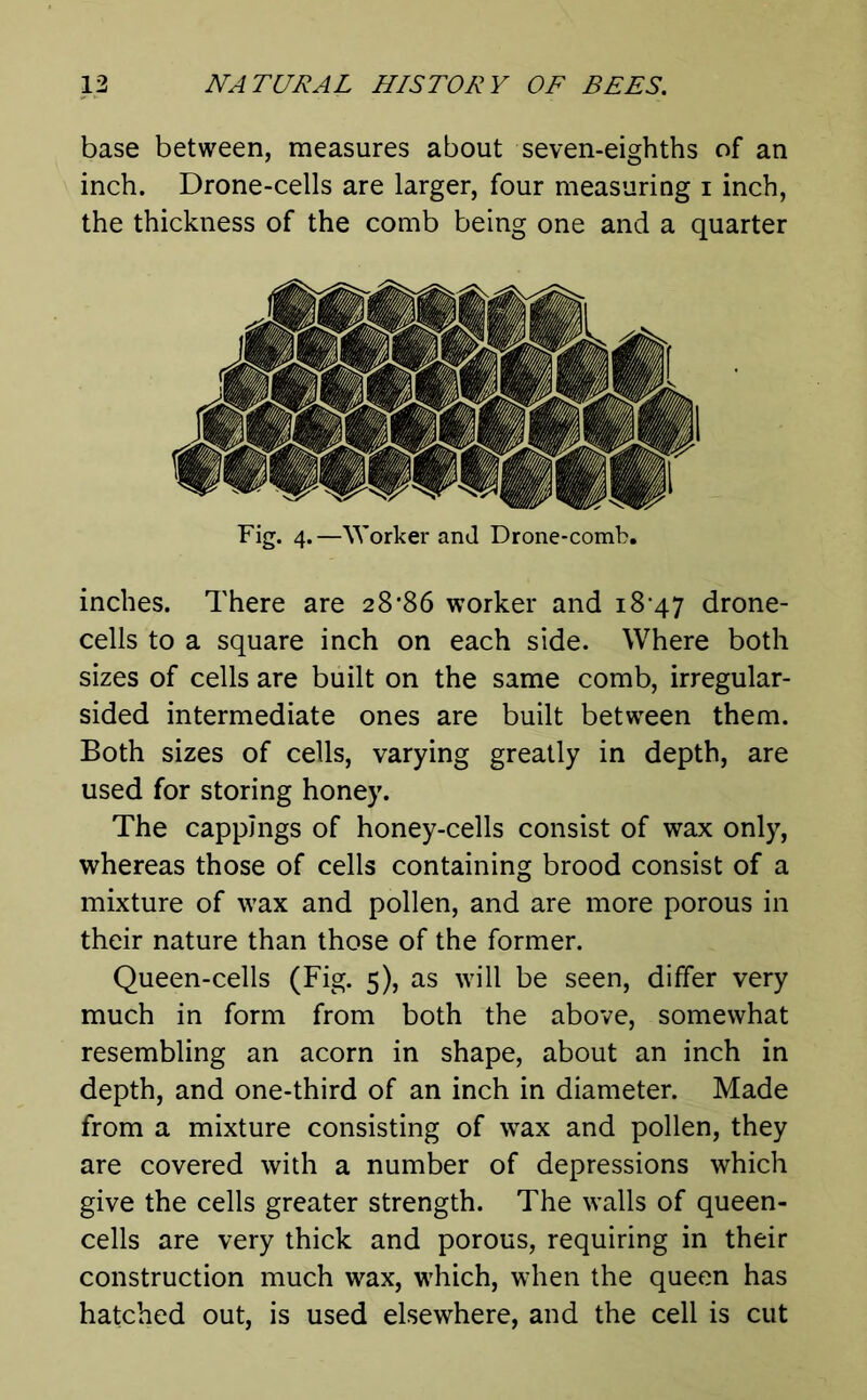 base between, measures about seven-eighths of an inch. Drone-cells are larger, four measuring i inch, the thickness of the comb being one and a quarter Fig. 4. —Worker and Drone-comb. inches. There are 28’86 worker and 18-47 drone- cells to a square inch on each side. Where both sizes of cells are built on the same comb, irregular- sided intermediate ones are built between them. Both sizes of cells, varying greatly in depth, are used for storing honey. The cappings of honey-cells consist of wax only, whereas those of cells containing brood consist of a mixture of wax and pollen, and are more porous in their nature than those of the former. Queen-cells (Fig. 5), as will be seen, differ very much in form from both the above, somewhat resembling an acorn in shape, about an inch in depth, and one-third of an inch in diameter. Made from a mixture consisting of wax and pollen, they are covered with a number of depressions which give the cells greater strength. The walls of queen- cells are very thick and porous, requiring in their construction much wax, which, when the queen has hatched out, is used elsewhere, and the cell is cut