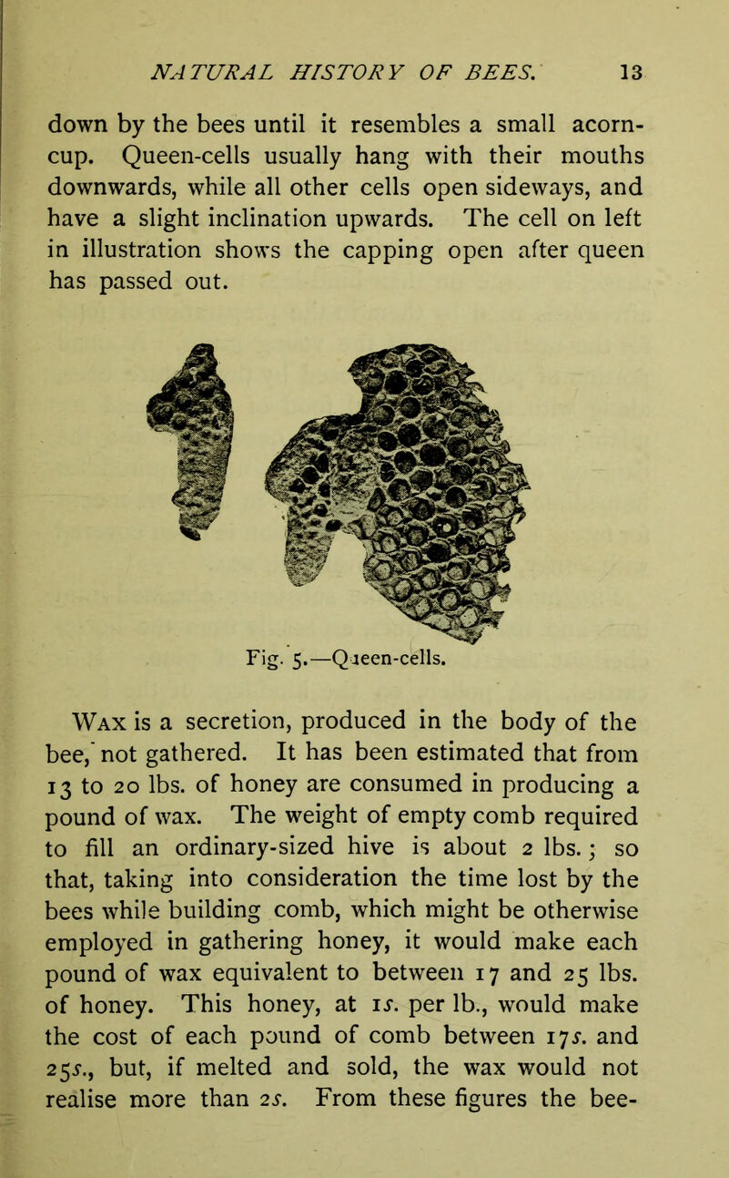 down by the bees until it resembles a small acorn- cup. Queen-cells usually hang with their mouths downwards, while all other cells open sideways, and have a slight inclination upwards. The cell on left in illustration shows the capping open after queen has passed out. Fig. 5.—Qaeen-cells. Wax is a secretion, produced in the body of the bee,' not gathered. It has been estimated that from 13 to 20 lbs. of honey are consumed in producing a pound of wax. The weight of empty comb required to fill an ordinary-sized hive is about 2 lbs.; so that, taking into consideration the time lost by the bees while building comb, which might be otherwise employed in gathering honey, it would make each pound of wax equivalent to between 17 and 25 lbs. of honey. This honey, at is. per lb., would make the cost of each pound of comb between 17 s. and 255-., but, if melted and sold, the wax would not realise more than 2s. From these figures the bee-