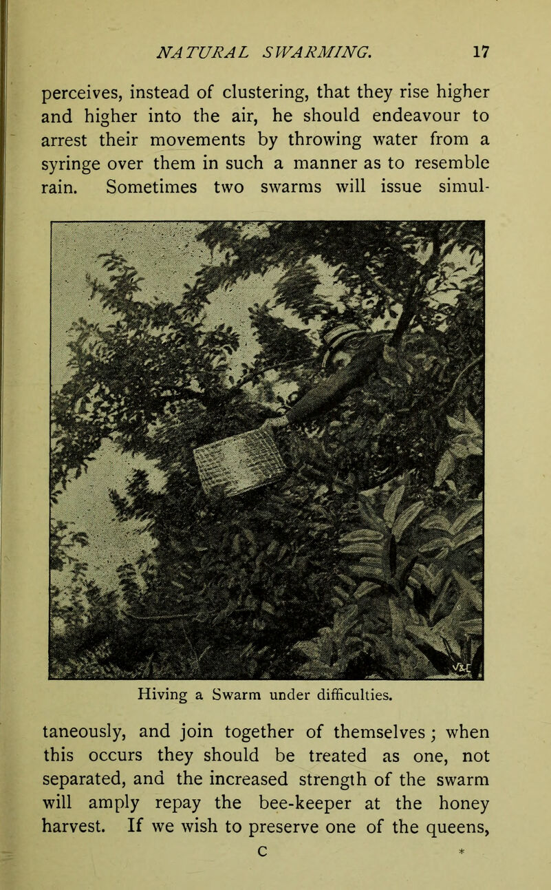 perceives, instead of clustering, that they rise higher and higher into the air, he should endeavour to arrest their movements by throwing water from a syringe over them in such a manner as to resemble rain. Sometimes two swarms will issue simul- Hiving a Swarm under difficulties. taneously, and join together of themselves; when this occurs they should be treated as one, not separated, and the increased strength of the swarm will amply repay the bee-keeper at the honey harvest. If we wish to preserve one of the queens, c