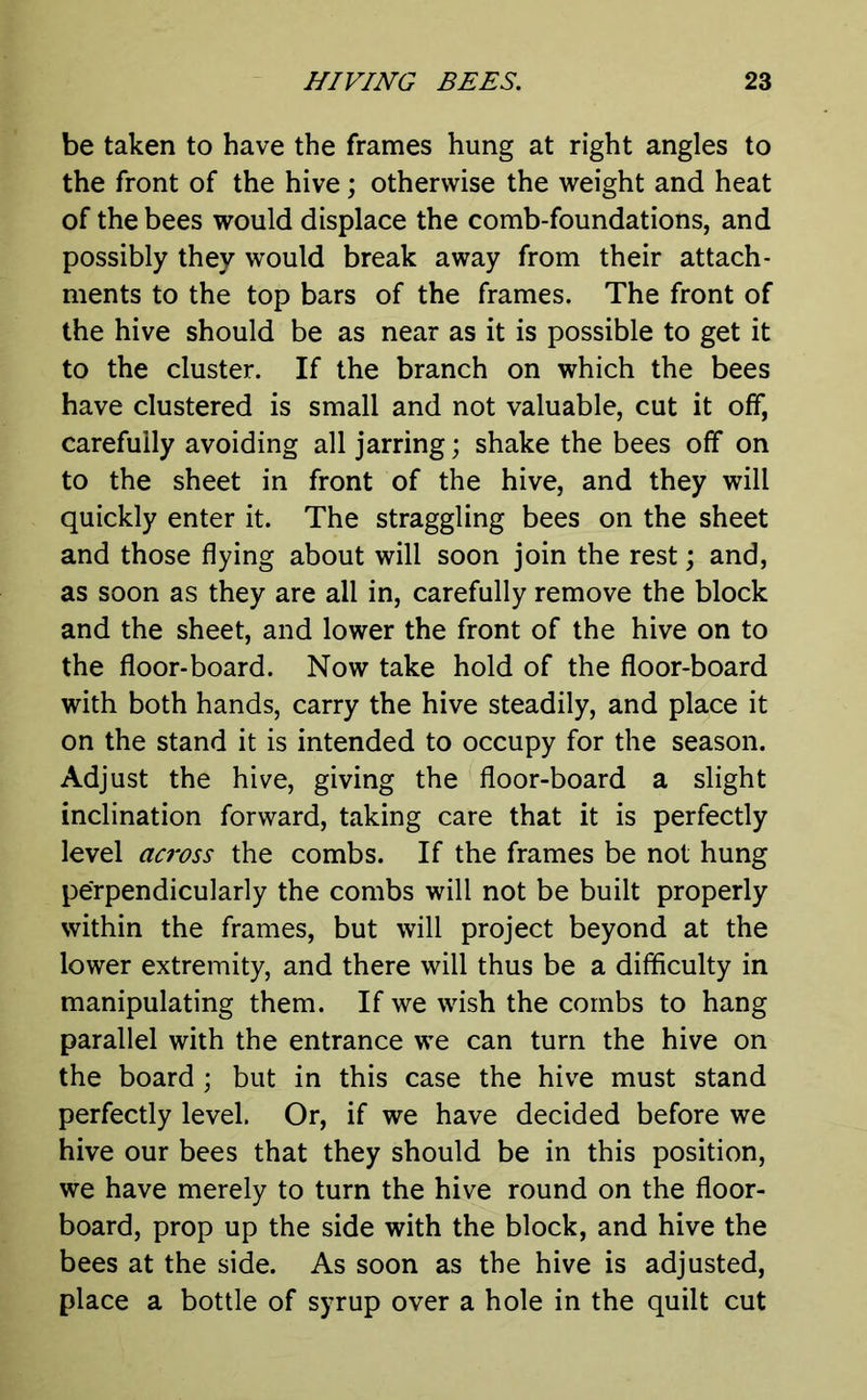 be taken to have the frames hung at right angles to the front of the hive; otherwise the weight and heat of the bees would displace the comb-foundations, and possibly they would break away from their attach- ments to the top bars of the frames. The front of the hive should be as near as it is possible to get it to the cluster. If the branch on which the bees have clustered is small and not valuable, cut it off, carefully avoiding all jarring; shake the bees off on to the sheet in front of the hive, and they will quickly enter it. The straggling bees on the sheet and those flying about will soon join the rest; and, as soon as they are all in, carefully remove the block and the sheet, and lower the front of the hive on to the floor-board. Now take hold of the floor-board with both hands, carry the hive steadily, and place it on the stand it is intended to occupy for the season. Adjust the hive, giving the floor-board a slight inclination forward, taking care that it is perfectly level across the combs. If the frames be not hung perpendicularly the combs will not be built properly within the frames, but will project beyond at the lower extremity, and there will thus be a difficulty in manipulating them. If we wish the combs to hang parallel with the entrance we can turn the hive on the board; but in this case the hive must stand perfectly level. Or, if we have decided before we hive our bees that they should be in this position, we have merely to turn the hive round on the floor- board, prop up the side with the block, and hive the bees at the side. As soon as the hive is adjusted, place a bottle of syrup over a hole in the quilt cut