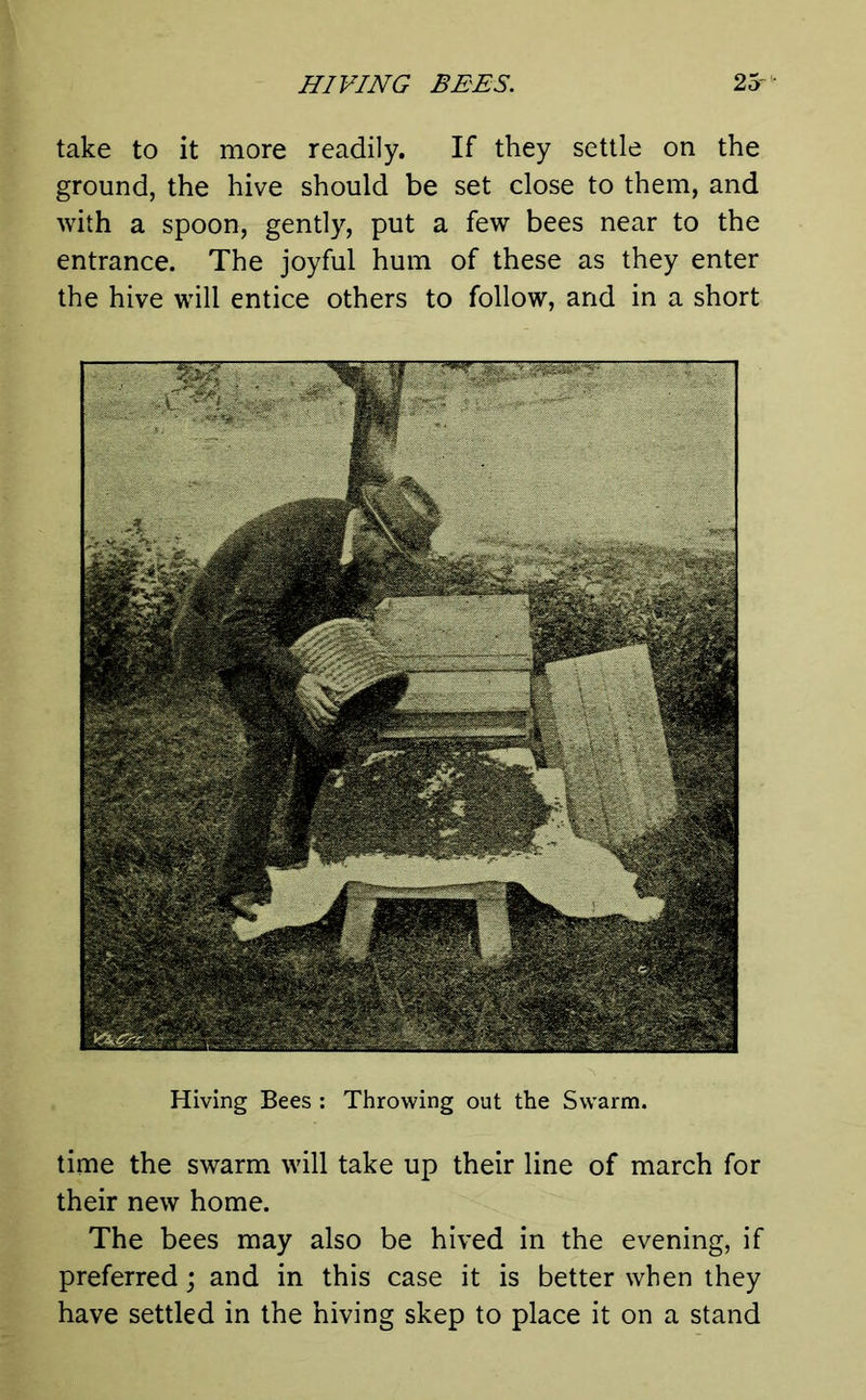 take to it more readily. If they settle on the ground, the hive should be set close to them, and with a spoon, gently, put a few bees near to the entrance. The joyful hum of these as they enter the hive will entice others to follow, and in a short Hiving Bees : Throwing out the Swarm. time the swarm will take up their line of march for their new home. The bees may also be hived in the evening, if preferred; and in this case it is better when they have settled in the hiving skep to place it on a stand