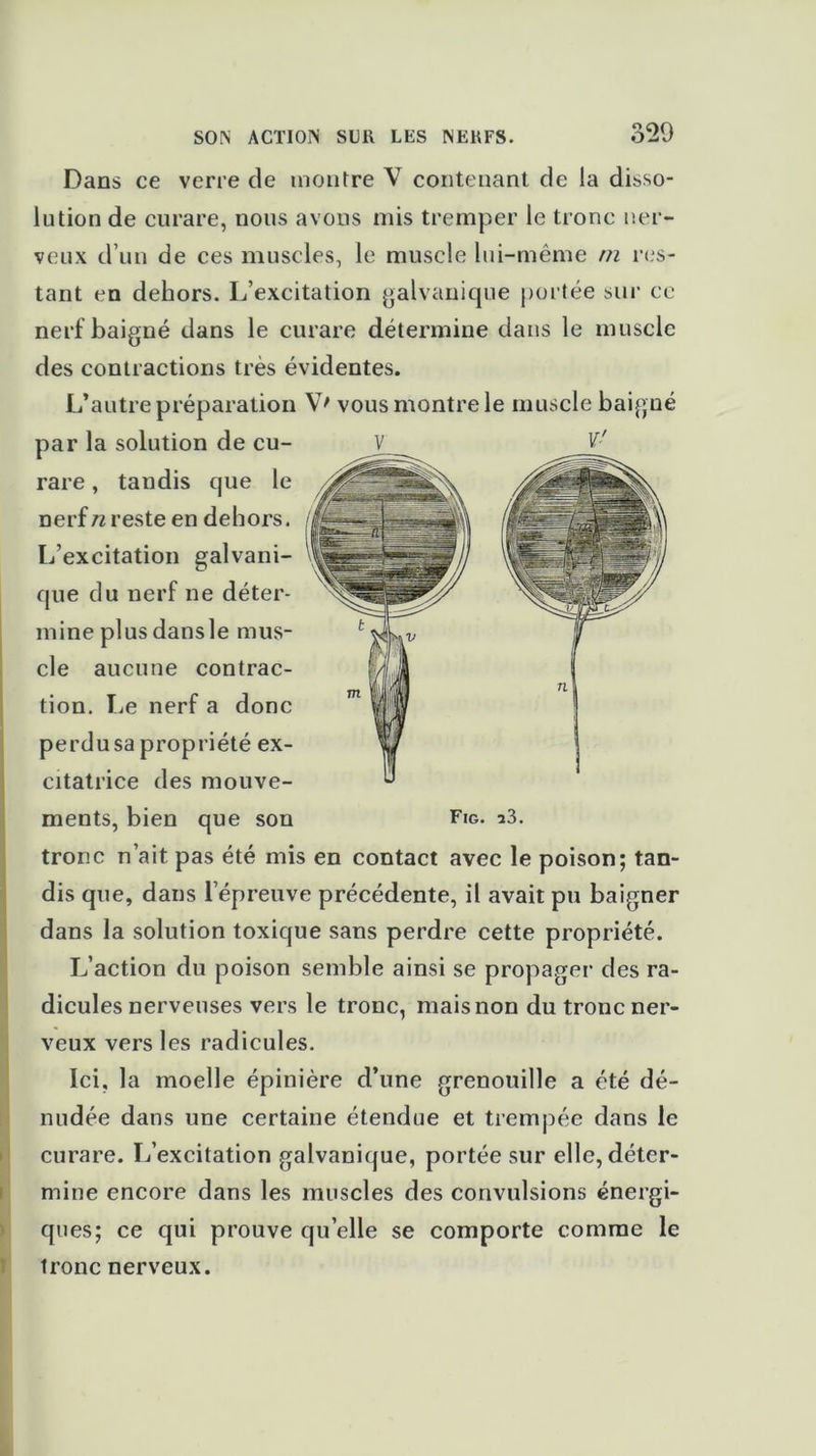 Dans ce verre de montre V contenant de la disso- lution de curare, nous avons mis tremper le tronc ner- veux d’un de ces muscles, le muscle lui-même m res- tant en dehors. L’excitation galvanique portée sur ce nerf baigné dans le curare détermine dans le muscle des contractions très évidentes. L’autre préparation V' vous montre le muscle baigné par la solution de cu- rare , tandis que le nerf n reste en dehors. L’excitation galvani- y que du nerf ne déter- mine plus dans le mus- cle aucune contrac- tion. Le nerf a donc perdu sa propriété ex- citatrice des mouve- ments, bien que son tronc n’ait pas été mis en contact avec le poison; tan- dis que, dans l’épreuve précédente, il avait pu baigner dans la solution toxique sans perdre cette propriété. L’action du poison semble ainsi se propager des ra- dicules nerveuses vers le tronc, mais non du tronc ner- veux vers les radicules. Ici. la moelle épinière d’une grenouille a été dé- nudée dans une certaine étendue et trempée dans le curare. L’excitation galvanique, portée sur elle, déter- mine encore dans les muscles des convulsions énergi- ques; ce qui prouve qu’elle se comporte comme le tronc nerveux. Fig. 23.