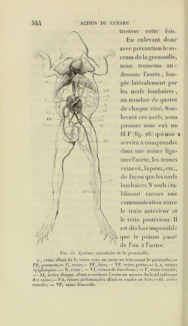 trouver cette fois. En enlevant donc avec précaution le sa- crum de la grenouille, nous trouvons au - dessous l’aorte , lon- gée latéralement par les nerfs lombaires , au nombre de quatre de chaque côté. Sou- levant ces nerfs, nous passons sous eux un fil F (fig. 26) qui non servira à comprendre dans une même liga- ture l’aorte, les troncs veineux, la peau, etc., de façon que les nerfs lombaires N seuls éta- blissent encore une communication entre le train antérieur et le train postérieur. Il est dès lors impossible que le poison passe de l’un à l’autre. s Fig. 25. Système vasculaire de la grenouille. a , veine allant de la veine cave au cœur en traversant le péricarde; — PP, ponmon;— C, cœur;— FF, foie; — VP, veine porte;— £>, c, veines épiploïques ; — R, reins ; — VJ, veines de Jacobson ; — F, veine crurale ; — AI, artère iliaque allant constituer l’aorte au niveau du bord inférieur des reins;—VA, veines abdominales allant se rendre au foie;—AI, artère crurale; — VF, veine fémorale.