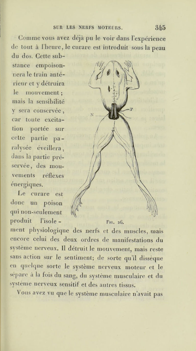 Comme vous avez déjà pu le voir clans l’expérience de tout à l’heure, le curare est introduit sous la peau du dos. Cette sub- stance empoison- nera le train anté- rieur et y détruira le mouvement ; mais la sensibilité y sera conservée , car toute excita- tion portée sur celte partie pa- ralysée éveillera, dans la partie pré- servée, des mou- vements réflexes énergiques. Le curare est donc un poison qui non-seulement produit l’isole - Fig. 26. ment physiologique des nerfs et des muscles, mais encore celui des deux ordres de manifestations du système nerveux. 11 détruit le mouvement, mais reste sans action sur le sentiment; de sorte qu’il dissèque en quelque sorte le système nerveux moteur et le sépare a la fois du sang, du système musculaire et du système nerveux sensitif et des autres tissus. Vous avez vu que le système musculaire n’avait pas