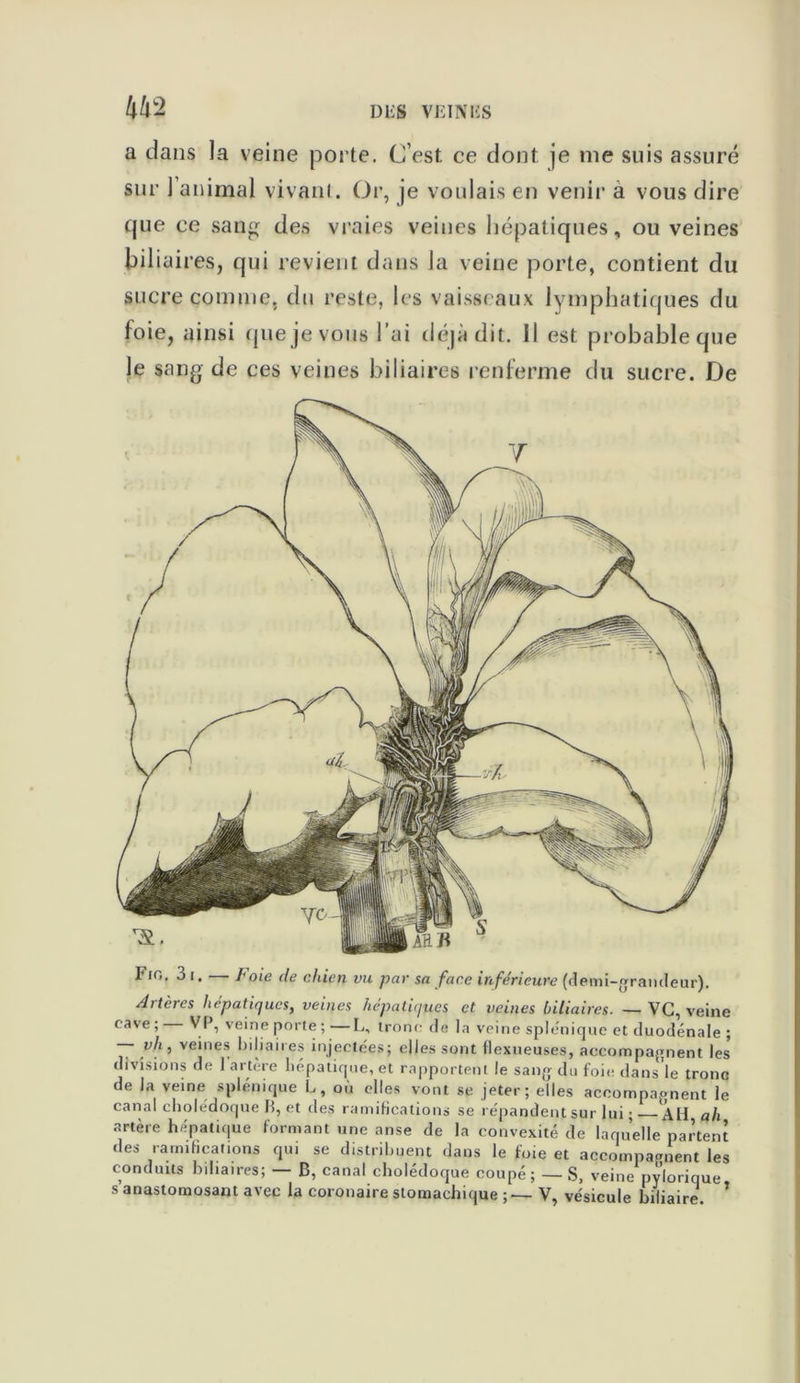 m a dans la veine porte. C’est ce dont je nie suis assuré sur l’animal vivant. Or, je voulais en venir a vous dire que ce sang des vraies veines hépatiques, ou veines biliaires, qui revient dans la veine porte, contient du sucre connue, du reste, les vaisseaux lymphatiques du foie, ainsi que je vous l’ai déjà dit. Il est probable que le sang de ces veines biliaires renferme du sucre. De I'io. 3i. — Foie de chien va par sa face inférieure (demi-grandeur). Artères hépatiques, veines hépatiques et veines biliaires. — VG, veine cave ; VE, veine porte ; —L, tronc de la veine splénique et duodénale ; — y h , veines biliaires injectées; elles sont flexueuses, accompagnent les divisions de 1 artère hépatique, et rapportent le sang du foie dans le tronc de la veine splénique L, ou elles vont se jeter; elles accompagnent le canal cholédoque H, et des ramifications se répandent sur lui ; AH ah artère hépatique formant une anse de la convexité de laquelle partent des ramifications qui se distribuent dans le foie et accompagnent les conduits biliaires; - B, canal cholédoque coupé; — S, veine pylorique, s anastomosant avec la coronaire stomachique ; — V, vésicule biliaire.