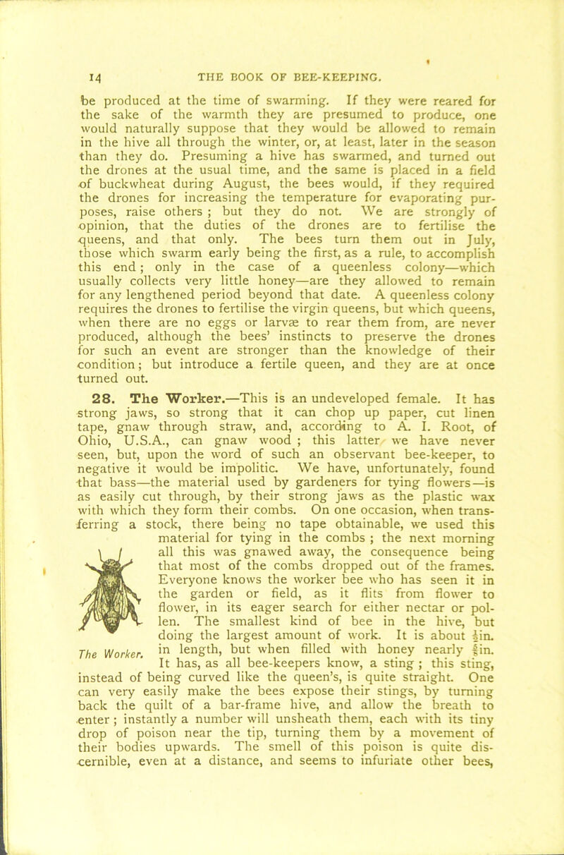 be produced at the time of swarming. If they were reared for the sake of the warmth they are presumed to produce, one would naturally suppose that they would be allowed to remain in the hive all through the winter, or, at least, later in the season than they do. Presuming a hive has swarmed, and turned out the drones at the usual time, and the same is placed in a field of buckwheat during August, the bees would, if they required the drones for increasing the temperature for evaporating pur- poses, raise others ; but they do not We are strongly of opinion, that the duties of the drones are to fertilise the queens, and that only. The bees turn them out in July, those which swarm early being the first, as a rule, to accomplish this end; only in the case of a queenless colony—which usually collects very little honey—are they allowed to remain for any lengthened period beyond that date. A queenless colony requires the drones to fertilise the virgin queens, but which queens, when there are no eggs or larva; to rear them from, are never produced, although the bees’ instincts to preserve the drones for such an event are stronger than the knowledge of their condition; but introduce a fertile queen, and they are at once turned out. 28. The Worker.—This is an undeveloped female. It has strong jaws, so strong that it can chop up paper, cut linen tape, gnaw through straw, and, according to A. I. Root, of Ohio, U.S.A., can gnaw wood ; this latter we have never seen, but, upon the word of such an observant bee-keeper, to negative it would be impolitic. We have, unfortunately, found that bass—the material used by gardeners for tying flowers—is as easily cut through, by their strong jaws as the plastic wax with which they form their combs. On one occasion, when trans- ferring a stock, there being no tape obtainable, we used this material for tying in the combs ; the next morning all this was gnawed away, the consequence being that most of the combs dropped out of the frames. Everyone knows the worker bee who has seen it in the garden or field, as it flits from flower to flower, in its eager search for either nectar or pol- len. The smallest kind of bee in the hive, but doing the largest amount of work. It is about sin. in length, but when filled with honey nearly fin. It has, as all bee-keepers know, a sting ; this sting, instead of being curved like the queen’s, is quite straight. One can very easily make the bees expose their stings, by turning back the quilt of a bar-frame hive, and allow the breath to enter; instantly a number will unsheath them, each with its tiny drop of poison near the tip, turning them by a movement of their bodies upwards. The smell of this poison is quite dis- cernible, even at a distance, and seems to infuriate other bees, The Worker.