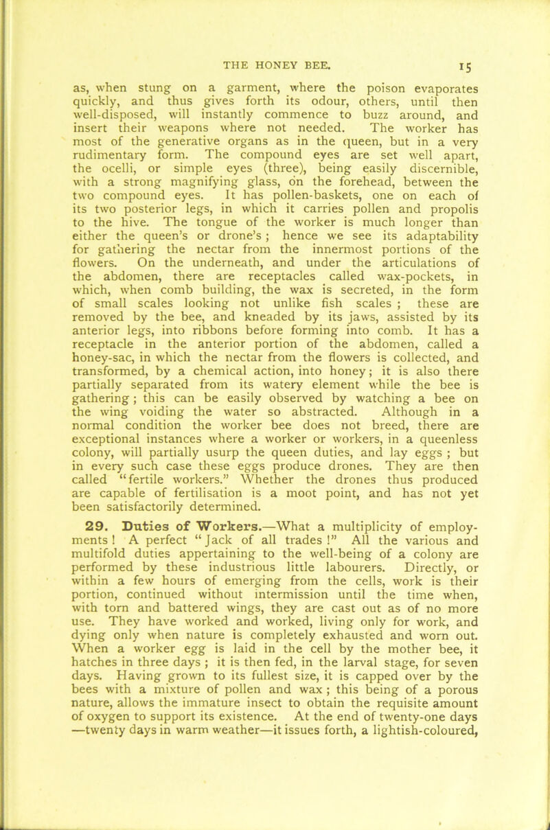 as, when stung on a garment, where the poison evaporates quickly, and thus gives forth its odour, others, until then well-disposed, will instantly commence to buzz around, and insert their weapons where not needed. The worker has most of the generative organs as in the queen, but in a very rudimentary form. The compound eyes are set well apart, the ocelli, or simple eyes (three), being easily discernible, with a strong magnifying glass, on the forehead, between the two compound eyes. It has pollen-baskets, one on each of its two posterior legs, in which it carries pollen and propolis to the hive. The tongue of the worker is much longer than either the queen’s or drone’s; hence we see its adaptability for gathering the nectar from the innermost portions of the flowers. On the underneath, and under the articulations of the abdomen, there are receptacles called wax-pockets, in which, when comb building, the wax is secreted, in the form of small scales looking not unlike fish scales ; these are removed by the bee, and kneaded by its jaws, assisted by its anterior legs, into ribbons before forming into comb. It has a receptacle in the anterior portion of the abdomen, called a honey-sac, in which the nectar from the flowers is collected, and transformed, by a chemical action, into honey; it is also there partially separated from its watery element while the bee is gathering; this can be easily observed by watching a bee on the wing voiding the water so abstracted. Although in a normal condition the worker bee does not breed, there are exceptional instances where a worker or workers, in a queenless colony, will partially usurp the queen duties, and lay eggs ; but in every such case these eggs produce drones. They are then called “fertile workers.” Whether the drones thus produced are capable of fertilisation is a moot point, and has not yet been satisfactorily determined. 29. Duties of Workers.—What a multiplicity of employ- ments ! A perfect “Jack of all trades!” All the various and multifold duties appertaining to the well-being of a colony are performed by these industrious little labourers. Directly, or within a few hours of emerging from the cells, work is their portion, continued without intermission until the time when, with tom and battered wings, they are cast out as of no more use. They have worked and worked, living only for work, and dying only when nature is completely exhausted and worn out. When a worker egg is laid in the cell by the mother bee, it hatches in three days ; it is then fed, in the larval stage, for seven days. Having grown to its fullest size, it is capped over by the bees with a mixture of pollen and wax ; this being of a porous nature, allows the immature insect to obtain the requisite amount of oxygen to support its existence. At the end of twenty-one days —twenty days in warm weather—it issues forth, a lightish-coloured,