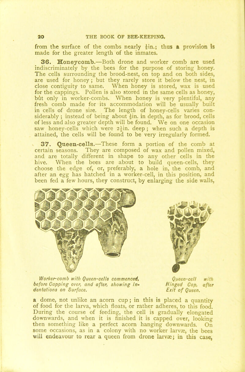 from the surface of the combs nearly £in.; thus a provision is made for the greater length of the inmates. 36. Honeycomb.—Both drone and worker comb are used indiscriminately by the bees for the purpose of storing honey. The cells surrounding the brood-nest, on top and on both sides, are used for honey; but they rarely store it below the nest, in close contiguity to same. When honey is stored, wax is used for the cappings. Pollen is also stored in the same cells as honey, but only in worker-combs. When honey is very plentiful, any fresh comb made for its accommodation will be usually built in cells of drone size. The length of honey-cells varies con- siderably ; instead of being about |in. in depth, as for brood, cells of less and also greater depth will be found. We on one occasion saw honey-cells which were 2|in. deep ; when such a depth is attained, the cells will be found to be very irregularly formed. 37. Queen-cells.—These form a portion of the comb at certain seasons. They are composed of wax and pollen mixed, and are totally different in shape to any other cells in the hive. When the bees are about to build queen-cells, they choose the edge of, or, preferably, a hole in, the comb, and after an egg has hatched in a worker-cell, in this position, and been fed a few hours, they construct, by enlarging the side walls, a dome, not unlike an acorn cup ; in this is placed a quantity of food for the larva, which floats, or rather adheres, to this food. During the course of feeding, the cell is gradually elongated downwards, and when it is finished it is capped over, looking then something like a perfect acorn hanging downwards. On some occasions, as in a colony with no worker larvae, the bees will endeavour to rear a queen from drone larvae; in this case, Worker-comb with Queen-cells commenced, before Capping over, and after, showing In- dentations on Surface. Queen-cell with Hinged Cap, after Exit of Queen.