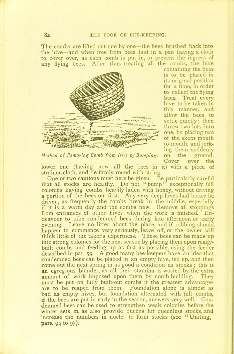 The combs are lifted out one by one—the bees brushed back into the hive—and when free from bees laid in a pan having a cloth to cover over, as each comb is put in, to prevent the ingress of any flying bees. After thus treating all the combs, the hive containing the bees is to be placed in its original position for a time, in order to collect the flying bees. Treat every hive to be taken in this manner, and allow the bees to settle quietly; then throw two lots into one, by placing two of the skeps mouth to mouth, and jerk- ing them suddenly on the ground. Cover over the lower one (having now all the bees in it) with a piece of strainer-cloth, and tie firmly round with string. One or two cautions must here be given. Be particularly careful that all stocks are healthy. Do not “bump” exceptionally full colonies having combs heavily laden with honey, without driving a portion of the bees out first. Any very deep hives had better be driven, as frequently the combs break in the middle, especially if it is a warm day and the combs new. Remove all stoppings from entrances of other hives when the work is finished. En- deavour to take condemned bees during late afternoon or early evening. Leave no litter about the place, and if robbing should happen to commence very seriously, leave off, or the owner will think little of the taker’s expertness. These bees can be made up into strong colonies for the next season by placing them upon ready- built combs and feeding up as fast as possible, using the feeder described in par. 59. A good many bee-keepers have an idea that condemned bees can be placed in an empty hive, fed up, and then come out the next spring in as good a condition as stocks ; this is an egregious blunder, as all their stamina is wasted by the extra amount of work imposed upon them by comb-building. They must be put on fully built-out combs if the greatest advantages are to be reaped from them. Foundation alone is almost as bad as empty hives, but foundation alternated with full combs, if the bees are put in early in the season, answers very well. Con- demned bees can be used to strengthen weak colonies before the winter sets in, as also provide queens for queenless stocks, and increase the numbers in nuclei to form stocks (see “ Uniting, pars. 94 to 97). Method of Removing Comb from Hive by Bumping.