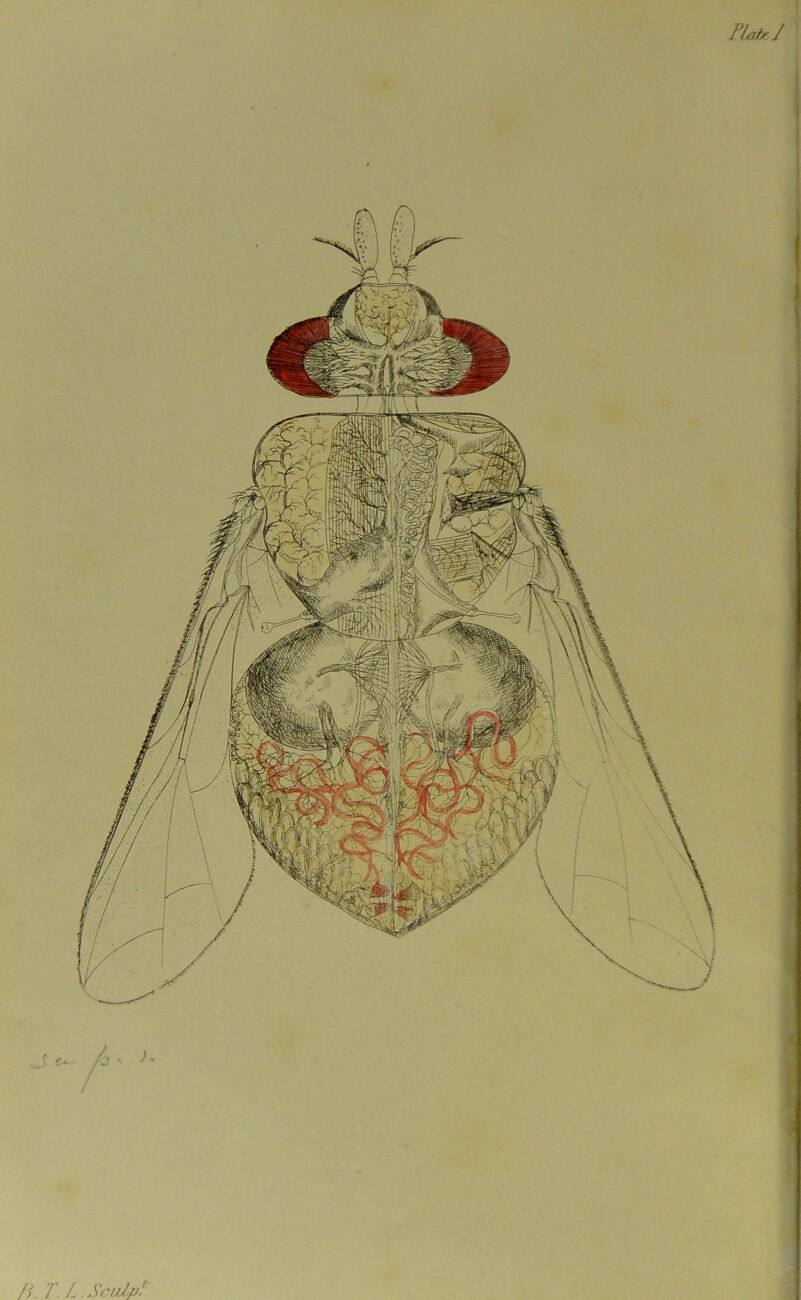 PlairJ /). T L. Sculp?