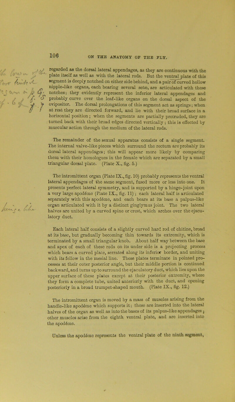 regarded as the dorsal lateral appendages, as they are continuous with the plate itself as well as with the lateral rods. But the ventral plate of this segment is deeply notched on either side behind, and a pairoFcurved hollow nipple-like organs, each bearing several setae, are articulated with these notches; they evidently represent the inferior lateral appendages and probably curve over the leaf-like organs on the dorsal aspect of the ovipositor. The dorsal prolongations of this segment act as springs; when at rest they are directed forward, and lie with their broad surface in a horizontal position ; when the segments are partially protruded, they are turned back with their broad edges directed vertically ; this is effected by muscular action through the medium of the lateral rods. The remainder of the sexual apparatus consists of a single segment. The internal valve-like pieces which surround the rectum are probably its dorsal lateral appendages; this will appear more likely by comparing them with their homologues in the female which are separated by a small triangular dorsal plate. (Plate X., fig. 5.) The intromittent organ (Plate IX., fig. 10) probably represents the ventral lateral appendages of the same segment, fused more or less into one. It presents perfect lateral symmetry, and is supported by a hinge-joint upon a very large apoddmc (Plate IX., fig. 11) ; each lateral half is articulated separately with this apod<5me, and each bears at its base a palpus-like organ articulated with it by a distinct ginglymus joint. The two lateral halves are united by a curved spine or crest, which arches over the ejacu- latory duct. Each lateral half consists of a slightly curved hard rod of chitine, broad at its base, but gradually becoming thin towards its extremity, which is terminated by a small triangular knob. About half way between the base and apex of each of these rods on its under side is a projecting process which bears a curved plate, serrated along its inferior border, and uniting with its fellow in the mesial line. These plates terminate in pointed pro- cesses at their outer posterior angle, but their middle portion is continued backward, and turns up to surround the ejaculatory duct, which lies upon the upper surface of these plates except at their posterior extremity, where they form a complete tube, united anteriorly with the duct, and opening posteriorly in a broad trumpet-shaped mouth. (Plate IX., fig. 12.) The intromittent organ is moved by a mass of muscles arising from the handle-like apoddme which supports it; these are inserted into the lateral halves of the organ as well as into the bases of its palpus-like appendages ; other muscles arise from the eighth ventral plate, and are inserted into the apod6me. Unless the apoldmc represents the ventral plate of the ninth segment,