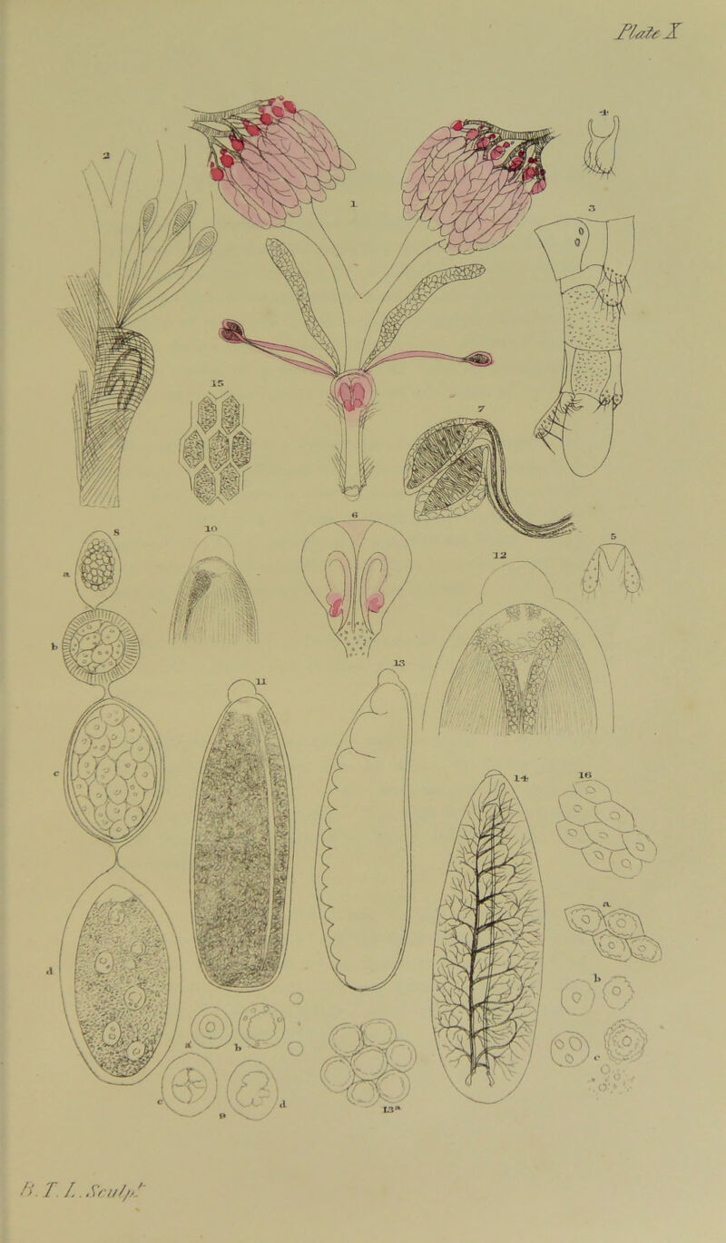 flaie X B. T. /. Sru///.