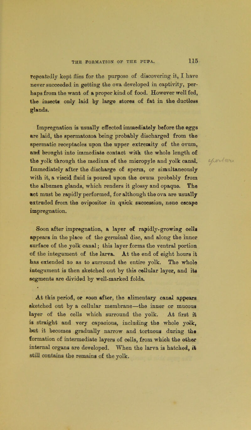 repeatedly kept flies for the purpose of discovering it, I have never succeeded in getting the ova developed in captivity, per- haps from the want of a proper kind of food. However well fed, the insects only laid by large stores of fat in the ductless glands. Impregnation is usually effected immediately before the eggs are laid, the spermatozoa being probably discharged from the spermatic receptacles upon the upper extremity of the ovum, and brought into immediate contact with the whole length of the yolk through the medium of the micropyle and yolk canal. Immediately after the discharge of sperm, or simultaneously with it, a viscid fluid is poured upon the ovum probably from the albumen glands, which renders it glossy and opaque. The act must be rapidly performed, for although the ova are usually extruded from the ovipositor in quick succession, none escape impregnation. Soon after impregnation, a layer of rapidly-growing cells appears in the place of the germinal disc, and along the inner surface of the yolk canal; this layer forms the ventral portion of the integument of the larva. At the end of eight hours it has extended so as to surround the entire yolk. The whole integument is then sketched out by this cellular layer, and its segments are divided by well-marked folds. At this period, or soon after, the alimentary canal appears sketched out by a cellular membrane—the inner or mucous layer of the cells which surround the yolk. At first it is straight and very capacious, including the whole yolk, bat it becomes gradually narrow and tortuous during the formation of intermediate layers of cells, from which the other internal organs are developed. When the larva is hatched, it still contains the remains of the yolk.