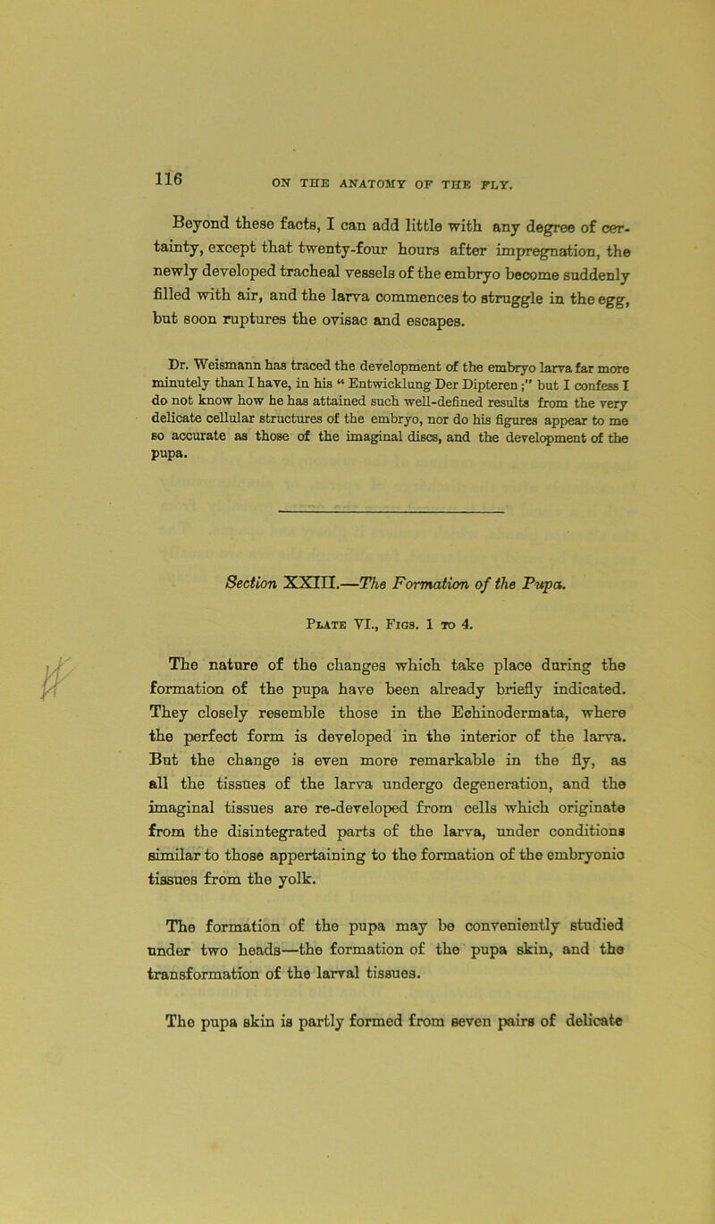 Beyond these facts, I can add little with any degree of cer- tainty, except that twenty-four hours after impregnation, the newly developed tracheal vessels of the embryo become suddenly filled with air, and the larva commences to struggle in the egg, but soon ruptures the ovisac and escapes. Dr. Weismann has traced the development of the embryo larva far more minutely than I have, in his “ Entwicklung Der Dipteren but I confess I do not know how he has attained such well-defined results from the very delicate cellular structures of the embryo, nor do his figures appear to me so accurate as those of the imaginal discs, and the development of the pupa. Section XXIII.—The Formation of the Pupa. Plate VI., Figs. 1 to 4. The nature of the changes which take place during the formation of the pupa have been already briefly indicated. They closely resemble those in the Echinodermata, where the perfect form is developed in the interior of the larva. But the change is even more remarkable in the fly, as all the tissues of the larva undergo degeneration, and the imaginal tissues are re-developed from cells which originate from the disintegrated parts of the larva, under conditions similar to those appertaining to the formation of the embryonic tissues from the yolk. The formation of the pupa may be conveniently studied under two heads—the formation of the pupa skin, and the transformation of the larval tissues. The pupa skin is partly formed from seven pairs of delicate