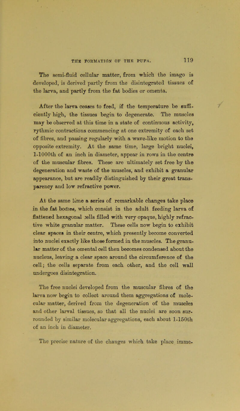 The semi-fluid cellular matter, from which the imago is developed, is derived partly from the disintegrated tissues of the larva, and partly from the fat bodies or omenta. After the larva ceases to feed, if the temperature be suffi- ciently high, the tissues begin to degenerate. The muscles may be observed at this time in a state of continuous activity, rythmic contractions commencing at one extremity of each set of fibres, and passing regularly with a wave-like motion to the opposite extremity. At the same time, large bright nuclei, l-1000th of an inch in diameter, appear in rows in the centre of the muscular fibres. These are ultimately set free by the degeneration and waste of the muscles, and exhibit a granular appearance, but are readily distinguished by their great trans- parency and low refractive power. At the same time a series of remarkable changes take place in the fat bodies, which consist in the adult feeding larva of flattened hexagonal jells filled with very opaque, highly refrac- tive white granular matter. These cells now begin to exhibit clear spaces in their centre, which presently become converted into nuclei exactly like those formed in the muscles. The granu- lar matter of the omental cell then becomes condensed about the nucleus, leaving a clear space around the circumference of the cell; the cells separate from each other, and the cell wall undergoes disintegration. The free nuclei developed from the muscular fibres of the larva now begin to collect around them aggregations of mole- cular matter, derived from the degeneration of the muscles and other larval tissues, so that all the nuclei are soon sur- rounded by similar molecular aggregations, each about l-150th of an inch in diameter. The precise nature of the changes which take place imme-