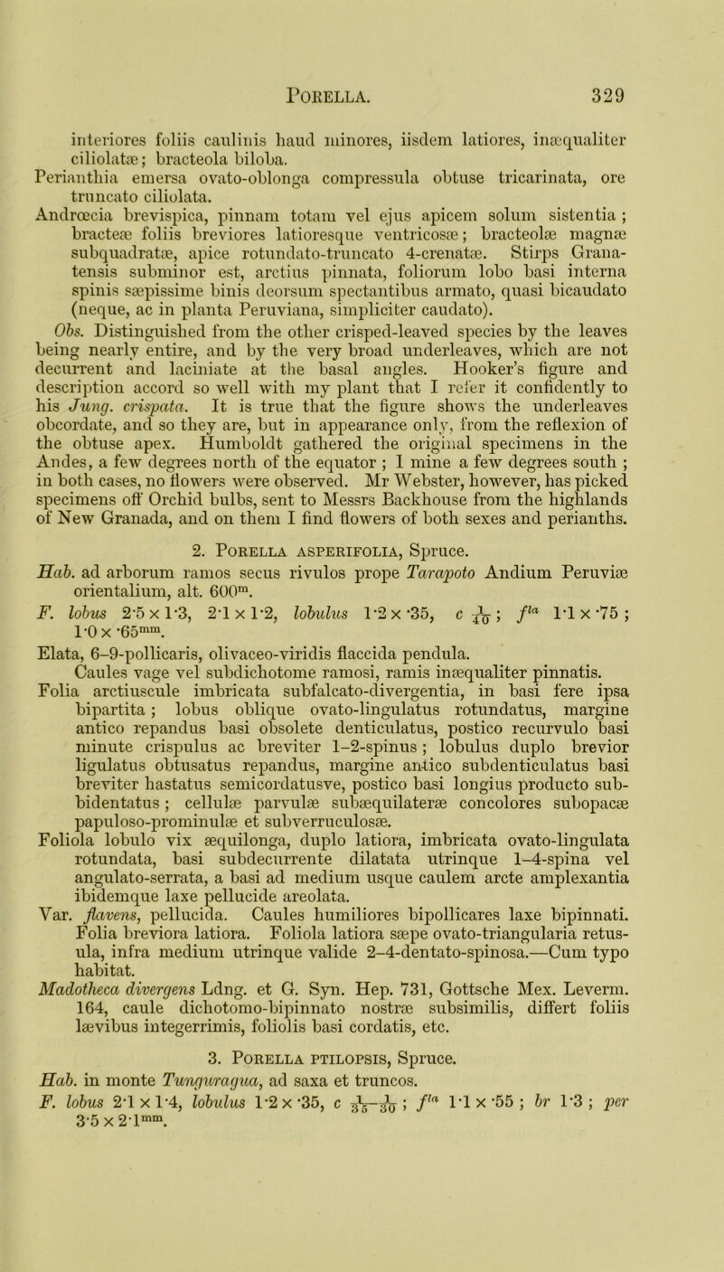 interiores foliis caulinis baud minores, iisdem latiores, inaequaliter ciliolatae; bracteola biloba, Perianthia emersa ovato-oblonga compressula obtuse tricarinata, ore truncato ciliolata. Androecia brevispica, pinnam totam vel ejus apicem solum sistentia ; bracteae foliis breviores latioresque ventricosae; bracteolae magnte subquadratae, apice rotundato-truncato 4-crenatae. Stirps Grana- tensis subminor est, arctius pinnata, foliorum lobo basi interna spinis ssepissime binis deorsum spectantibus armato, quasi bicaudato (neque, ac in planta Peruviana, simpliciter caudato). Obs. Distinguished from the other crisped-leaved species by the leaves being nearly entire, and by the very broad underleaves, which are not decurrent and laciniate at the basal angles. Hooker’s figure and description accord so well with my plant that I refer it confidently to his Jung, crispata. It is true that the figure shows the underleaves obcordate, and so they are, but in appearance only, from the reflexion of the obtuse apex. Humboldt gathered the original specimens in the Andes, a few degrees north of the equator ; 1 mine a few degrees south ; in both cases, no flowers were observed. Mr Webster, however, has picked specimens off Orchid bulbs, sent to Messrs Backhouse from the highlands of New Granada, and on them I find flowers of both sexes and perianths. 2. PORELLA ASPERIFOLIA, Spruce. Hcib. ad arborum ramos secus rivulos prope Tarapoto Andium Peruvian orientalium, alt. 600m. F. lobus 2*5 x 1*3, 2'1 x 1*2, lobulus 1*2 x '35, c ; fla 1*1 x '75 ; 1-Ox ■65mm. Elata, 6-9-pollicaris, olivaceo-viridis flaccida pendula. Caules vage vel subdichotome ramosi, ramis inaequaliter pinnatis. Folia arctiuscule imbricata subfalcato-divergentia, in basi fere ipsa bipartita; lobus oblique ovato-lingulatus rotundatus, margine antico repandus basi obsolete denticulatus, postico recurvulo basi minute crispulus ac breviter 1-2-spinus ; lobulus duplo brevior ligulatus obtusatus repandus, margine antico subdenticulatus basi breviter hastatus semicordatusve, postico basi longius producto sub- bidentatus ; cellulae parvulse subaequilaterae con colores subopacse papuloso-prominulse et subverruculosae. Foliola lobulo vix aequilonga, duplo latiora, imbricata ovato-lingulata rotundata, basi subdecurrente dilatata utrinque 1-4-spina vel angulato-serrata, a basi ad medium usque caulem arete amplexantia ibidemque laxe pellucide areolata. Var. flavens, pellucida. Caules humiliores bipollicares laxe bipinnati. Folia breviora latiora. Foliola latiora saepe ovato-triangularia retus- ula, infra medium utrinque valide 2-4-clentato-spinosa.—Cum typo habitat. Madotheca divergens Ldng. et G. Syn. Hep. 731, Gottsche Mex. Leverm. 164, caule dichotomo-bipinnato nostrae subsimilis, differt foliis laevibus integerrimis, foliolis basi cordatis, etc. 3. PORELLA PTILOPSIS, Spruce. Id ah. in monte Tunguragua, ad saxa et truncos. F. lobus 2'lxl'4, lobulus l'2x'35, c bV“5V 5 fln l‘lx'55; hr 1 *3 ; per 3'5 x 2'lmm.