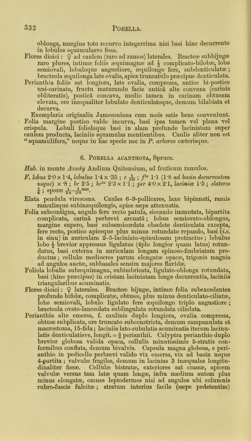 oblonga, margine toto recurvo integerrima nisi basi hinc decurrente in lobulos squamulasve fissa. Flores dioici: $ ad caulem (raro ad ramos) laterales. Bracteae subbijugae raro plures, intimse foliis aequimagnae ad \ complicato-bilobae, lobo semiovali, lobuloque angustiore, aequilongo fere, subdenticulatae; bracteola sequilonga late ovalis, apice truncatulo praecipue denticulata. Perianthia foliis sat longiora, late ovalia, compressa, antice bi-postice uni-carinata, fructu maturando facie antica alte convexa (carinis obliteratis), postica concava, medio tamen in carinam obtusam elevata, ore inaequaliter lobulato denticulatoque, demum bilabiata et decurva. Exemplaria originalia Jamesoniana cum meis satis bene conveniunt. Folia margine postico valde incur va, basi ipsa tamen vel plana vel crispula. Lobuli foliolaque basi in alam profunde laciniatam super caulem producta, laciniis squamulas mentientibus. Caulis aliter non est “ squamulifera,” neque in hac specie nec in P. arborea caeterisque. 6. PORELLA ACANTHOTA, Spruce. Hab. in monte Azudy Andium Quitensium, ad fruticum ramulos. F. lobus 2'0 x P4, lobulus 1*4 x '35 ; c ; fla 1*1 (P8 ad basin decurrentem usque) x '8 ; br 2*5 ; brla 2-3 x 11 ; per 4'0 x 2d, lacinice 1*5 ; elateres i; sporae Elata pendula virescens. Caules 6-9-pollicares, laxe bipinnati, ramis ramulisque subinaequilongis, apice saepe attenuatis. Folia subcontigua, angulo fere recto patula, siccando immutata, bipartita complicata, carina perbrevi arcuata; lobus semiovato-oblongus, margine supero, basi subsemicordata obsolete denticulata excepta, fere recto, postico apiceque plus minus rotundato repando, basi (i.e. in sinu) in auriculam 2-5-laciniato-spinulosam protractus; lobulus lobo ^ brevior appressus ligulatus (4plo longior quam latus) rotun- clatus, basi externa in auriculam longam spinoso-fimbriatam pro- ductus ; cellulas mediocres parum elongatse ojDacse, trigonis magnis ad angulos auctse, subbasales sensim majores flavidae. Foliola lobulis subaequimagna, subimbricata, ligulato-oblonga rotundata, basi (hinc praecipue) in cristam laciniatam longe decurrentia, laciniis triangularibus acuminatis. Flores dioici: $ laterales. Bracteae bijugae, intimae folia subexcedentes profunde bifidae, complicatae, obtusae, plus minus denticulato-ciliatae, lobo semiovali, lobulo ligulato fere aequilongo triplo angustiore ; bracteola ovato-lanceolata sublingulata rotundata ciliolata. Perianthia alte emersa, f. caulinis duplo longiora, ovalia compressa, obtuse subplicata, ore truncato subconstricta, demum campanulata et macrostoma, 15-fida; laciniis lato-subulatis acuminatis iterum lacinu- latis denticulatisve, longit. = | perianthii. Calyptra perianthio duplo brevior globosa valida opaca, cellulis minutissimis 5-stratis con- formibus confiata, demum bivalvis. Capsula magna globosa, e peri- anthio in pedicello perbrevi valido vix emersa, vix ad basin usque 4-partita ; valvulae fragiles, demum in lacinias 3 incequales longitu- dinaliter fissse. Celluloe bistratse, exteriores sat crassse, apicem valvulaB versus tarn latse quam longse, infra medium autem plus minus elongatae, omnes leptodermes nisi ad angulos ubi columnis rubro-fuscis fulcitae; stratum interius facile (saepe pedetentim)