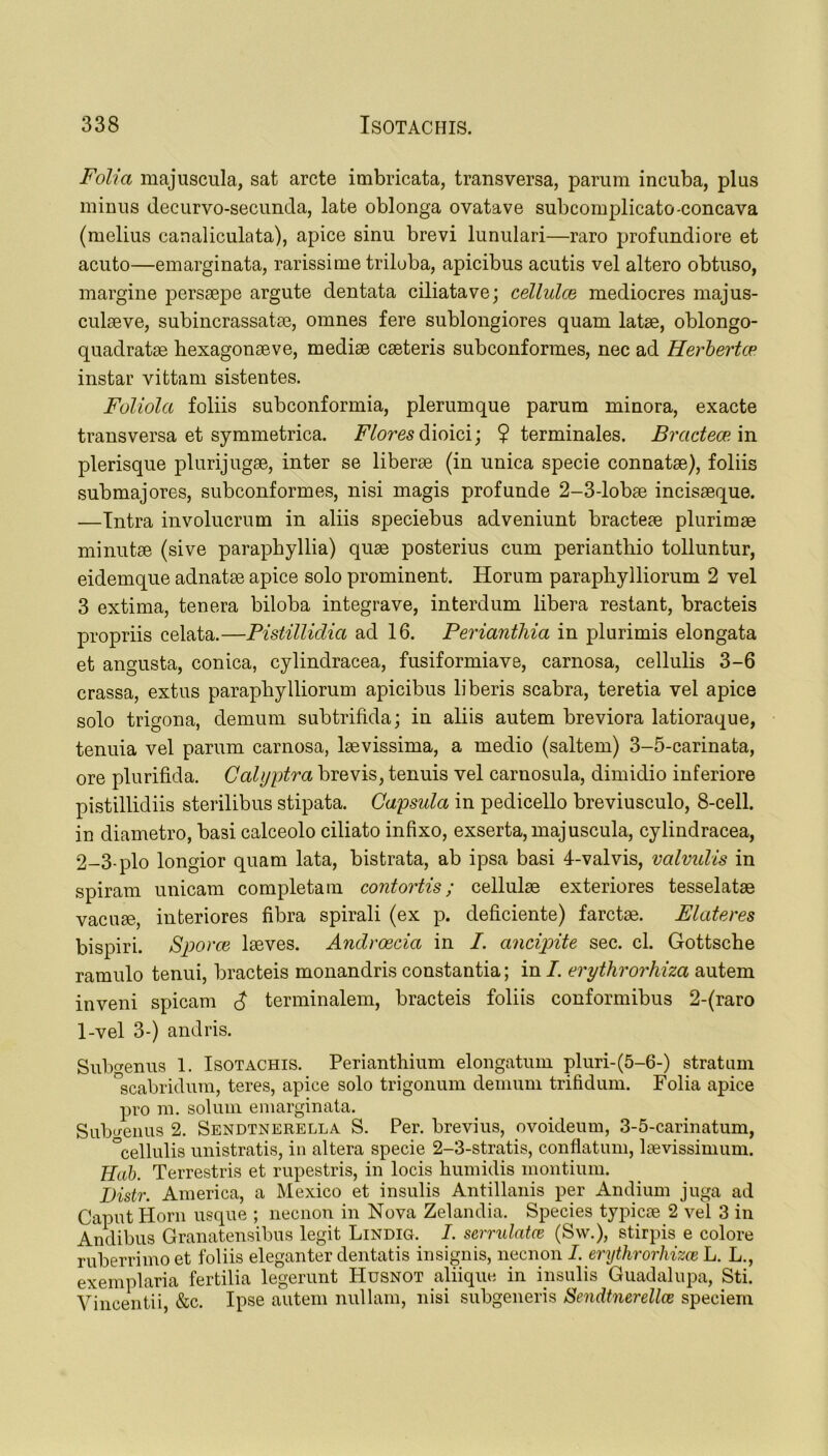 Folia majuscula, sat arete imbricata, transversa, parum incuba, plus minus decurvo-secunda, late oblonga ovatave subcomplicato-concava (melius canaliculata), apice sinu brevi lunulari—raro profundiore et acuto—emarginata, rarissime triloba, apicibus acutis vel altero obtuso, margine perssepe argute dentata ciliatave; cellulce mediocres majus- culaeve, subincrassatae, omnes fere sublongiores quarn. latse, oblongo- quadratae hexagonaeve, mediae caeteris subconformes, nec ad Herbertce instar vittam sistentes. Foliola foliis subconformia, plerumque parum minora, exacte transversa et symmetrica. Flores dioici; ? terminates. Bractem in plerisque plurijugae, inter se liberae (in unica specie connatae), foliis submajores, subconformes, nisi magis prof unde 2-3-lobae incisaeque. —Intra involucrum in aliis speciebus adveniunt bracteae plurimae minutae (sive parapbyllia) quae posterius cum periantliio tolluntur, eidemque adnatae apice solo prominent. Horum parapliylliorum 2 vel 3 extima, tenera biloba integrave, interdum libera restant, bracteis propriis celata.—Pistillidia ad 16. Periantliia in plurimis elongata et angusta, conica, cylindracea, fusiformiave, carnosa, cellulis 3-6 crassa, extus parapbylliorum apicibus liberis scabra, teretia vel apice solo trigona, demum subtrifida; in aliis autem breviora latioraque, tenuia vel parum carnosa, laevissima, a medio (saltern) 3-5-carinata, ore plurifida. Calyptra brevis, tenuis vel carnosula, dimidio inferiore pistillidiis sterilibus stipata. Capsula in pedicello breviusculo, 8-cell, in diametro, basi calceolo ciliato infixo, exserta, majuscula, cylindracea, 2-3-plo longior quam lata, bistrata, ab ipsa basi 4-valvis, valvulis in spiram unicam completam contortis; cellulae exteriores tesselatae vacuae, interiores fibra spirali (ex p. deficiente) farctae. Elateres bispiri. Sporce laeves. Androecia in I. ancipite sec. cl. Gottsche ramulo tenui, bracteis monandris constantia; in I. erythrorhiza autem inveni spicam A terminalem, bracteis foliis conformibus 2-(raro 1-vel 3-) andris. Submenus 1. Isotachis. Perianthium elongatum pluri-(5-6-) stratum °scabridum, teres, apice solo trigonum demum trifidum. Folia apice pro m. solum emarginata. Submenus 2. Sendtnerella S. Per. brevius, ovoideum, 3-5-carinatum, °cellulis unistratis, in altera specie 2-3-stratis, conflatum, laevissimum. Hub. Terrestris et rupestris, in locis humidis montium. Distr. America, a Mexico et insulis Antillanis per Andium juga ad Caput Horn usque ; necnon in Nova Zelandia. Species typicae 2 vel 3 in Andibus Granatensibus legit Lindig. I. serndatce (Sw.), stirpis e colore ruberrimo et foliis eleganter dentatis insignis, necnon I. erythrorhizee L. L., exemplar!a fertilia legerunt Husnot aliique in insulis Guadalupa, Sti. Vincentii &c. Ipse autem nullam, nisi subgeneris Sendtnerellce speciem