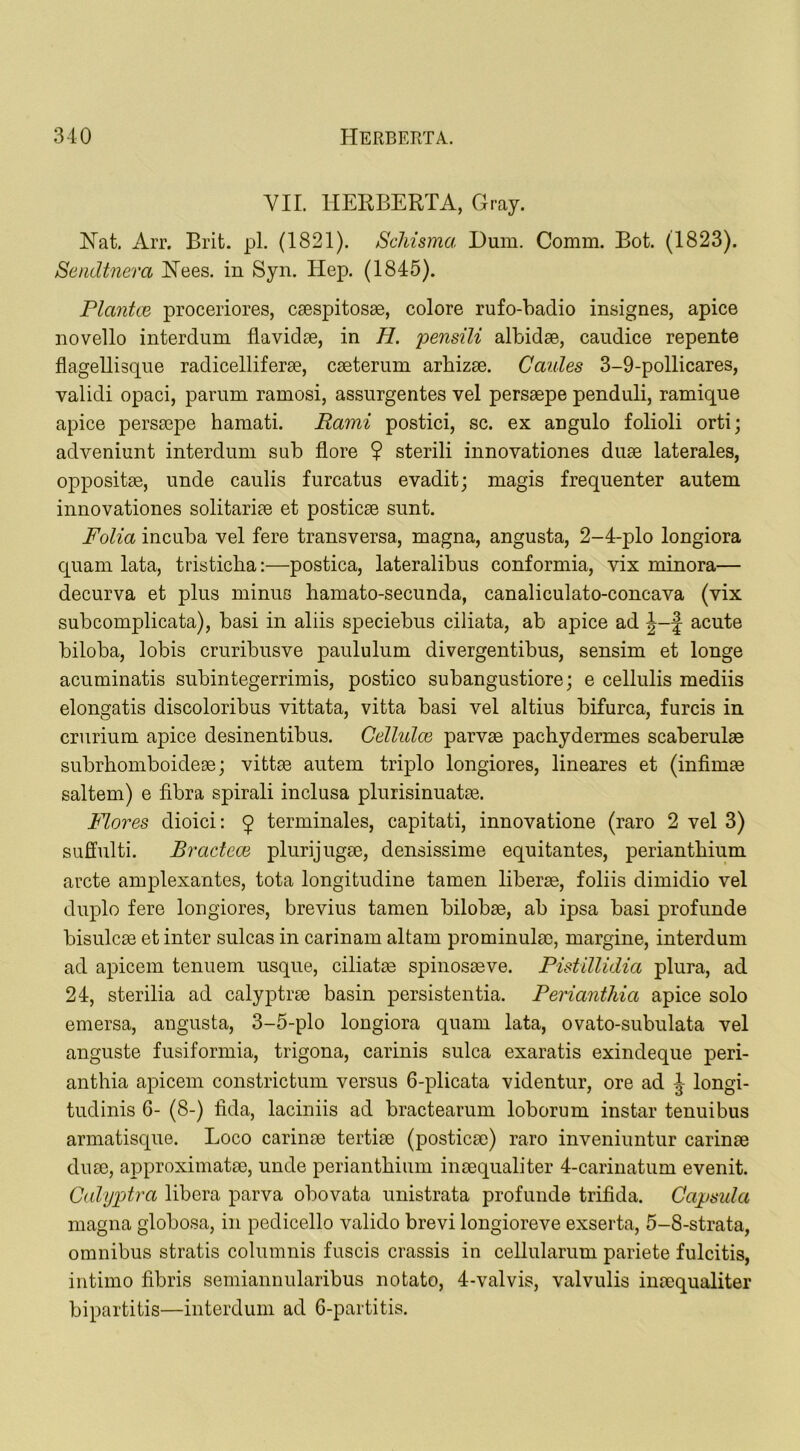 VII. HERBERTA, Gray. Hat. Arr. Brit. pi. (1821). Schisma Dum. Comm. Bot. (1823). Sendtnera Hees. in Syn. Hep. (1845). Plantoe proceriores, caespitosae, colore rufo-badio insignes, apice novello interdum flavidae, in H. pensili albidae, caudice repente flagellisque radicelliferae, caeterum arbizae. Caules 3-9-pollicares, validi opaci, parum ramosi, assurgentes vel persaepe penduli, ramique apice persaepe hamati. Rami postici, sc. ex angulo folioli orti; adveniunt interdum sub flore ? sterili innovationes duae laterales, oppositae, unde caulis furcatus evadit; magis frequenter autem innovationes solitariae et posticae sunt. Folia incuba vel fere transversa, magna, angusta, 2-4-plo longiora quam lata, tristicba:—postica, lateralibus conformia, vix minora— decurva et plus minus hamato-secunda, canaliculato-concava (vix subcomplicata), basi in aliis speciebus ciliata, ab apice ad f acute biloba, lobis cruribusve paululum divergentibus, sensim et longe acuminatis subintegerrimis, postico subangustiore; e cellulis mediis elongatis discoloribus vittata, vitta basi vel altius bifurca, furcis in crurium apice desinentibus. Cellulce parvee pachydermes scaberulae subrbomboidese; vittae autem triplo longiores, lineares et (infimae saltern) e fibra spirali inclusa plurisinuatae. Flores dioici: $ terminales, capitati, innovatione (raro 2 vel 3) suffulti. Bradece plurijugae, densissime equitantes, periantbium arete amplexantes, tota longitudine tamen liberae, foliis dimidio vel duplo fere longiores, brevius tamen bilobae, ab ipsa basi profunde bisulcae et inter sulcas in carinam altam prominulm, margine, interdum ad apicem tenuem usque, ciliatae spinoseeve. Pistillidia plura, ad 24, sterilia ad calyptrse basin persistentia. Perianthia apice solo emersa, angusta, 3-5-plo longiora quam lata, ovato-subulata vel anguste fusiformia, trigona, carinis sulca exaratis exindeque peri- anthia apicem constrictum versus 6-plicata videntur, ore ad -J- longi- tudinis 6- (8-) fida, laciniis ad bractearum loborum instar tenuibus armatisque. Loco carinm tertiee (posticae) raro inveniuntur carinae duae, approximatae, unde periantbium inaequaliter 4-carinatum evenit. Calyptra libera parva obovata unistrata profunde trifida. Capsula magna globosa, in pedicello valido brevi longioreve exserta, 5-8-strata, omnibus stratis columnis fuscis crassis in cellularum pariete fulcitis, intimo fibris semiannularibus notato, 4-valvis, valvulis inaequaliter bipartitis—interdum ad 6-partitis.