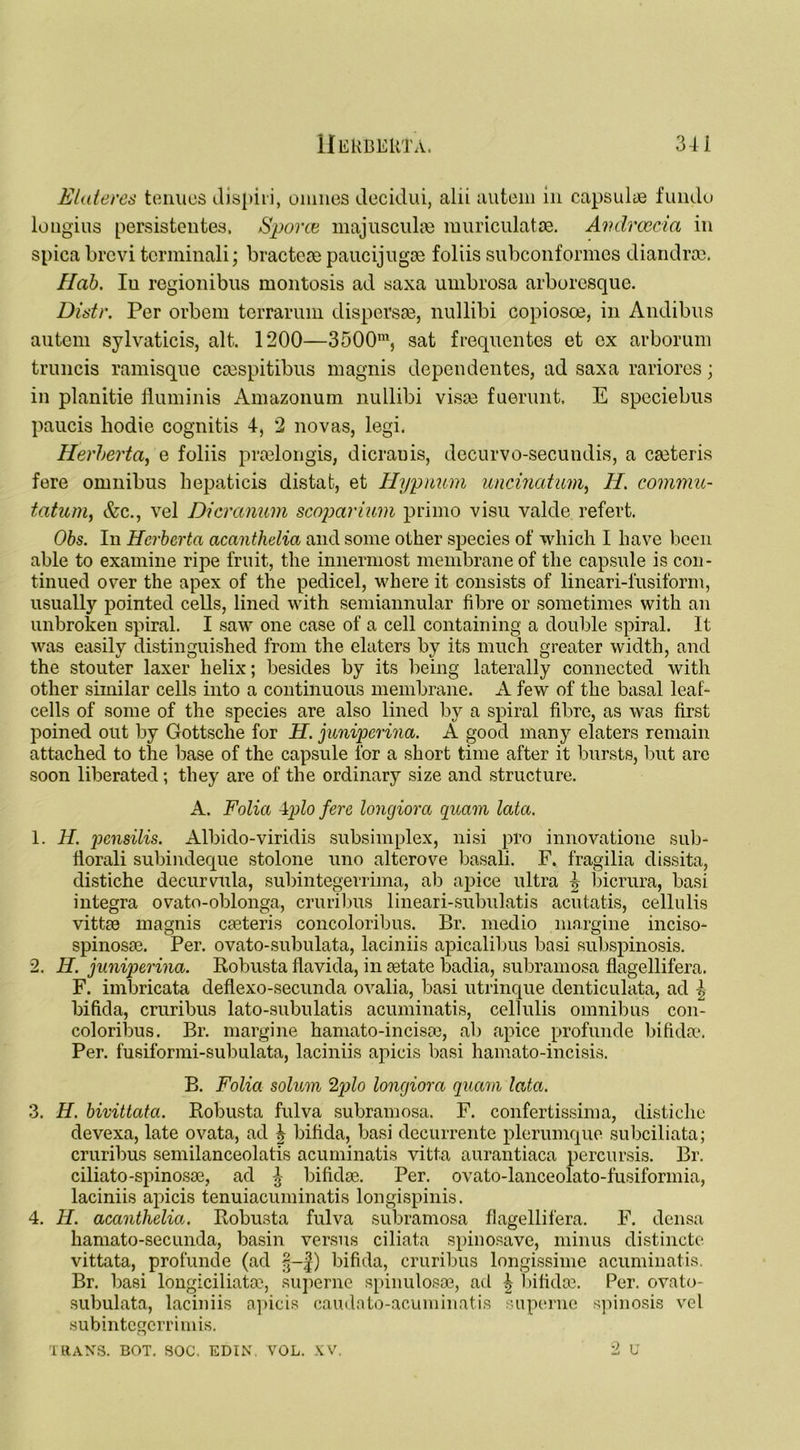 Elateres tenues dispiri, oniiies decidui, alii autem in capsulte fundo lougius persistentes. Sporce majuscuhe muriculatae. Andrcecia in spica brcvi tcrminali; bracteae paucijugse foliis subconformes diandrse. Hab. Iu regionibus montosis ad saxa umbrosa arboresque. Distr. Per orbem terrarum disperse, nullibi copiosoe, in Andibus autem sylvaticis, alt. 1200—3500ra, sat frequentes et ex arborum truncis ramisque csespitibus magnis dependentes, ad saxa rariores; in planitie fluminis Amazonum nullibi visas fuerunt. E speciebus paucis hodie cognitis 4, 2 novas, legi. Herherta, e foliis praslongis, dicrauis, decurvo-secundis, a casteris fere omnibus hepaticis distat, et Hypnum uncinatum, H. commu- tatum, &c., vel Dicrannm scopcirium primo visu valde refert. Obs. In Herherta acanthelia and some other species of which I have been able to examine ripe fruit, the innermost membrane of the capsule is con- tinued over the apex of the pedicel, where it consists of lineari-fusiform, usually pointed cells, lined with semiannular fibre or sometimes with an unbroken spiral. I saw one case of a cell containing a double spiral. It was easily distinguished from the elaters by its much greater width, and the stouter laxer helix; besides by its being laterally connected with other similar cells into a continuous membrane. A few of the basal leaf- cells of some of the species are also lined by a spiral fibre, as was first poined out by Gottsclie for H. juniperina. A good many elaters remain attached to the base of the capsule for a short time after it bursts, but arc soon liberated ; they are of the ordinary size and structure. A. Folia 4plo fere longiora quam lata. 1. H. pensilis. Albido-viridis subsimplex, nisi pro innovatione sub- florali subindeque stolone uno alterove basali. F. fragilia dissita, distiche decurvula, subintegerrima, ab apice ultra h bicrura, basi integra ovato-oblonga, cruribus lineari-subulatis acutatis, cellulis vittse magnis caeteris concoloribus. Br. medio margine inciso- spinosae. Per. ovato-subulata, laciniis apicalibus basi subspinosis. 2. H. juniperina. Robusta flavida, in fetate badia, subramosa flagellifera. F. imbricata deflexo-secunda ovalia, basi utrinque denticulata, ad ^ bifida, cruribus lato-subulatis acuminatis, cellulis omnibus con- coloribus. Br. margine hamato-incisas, ab apice profunde bifida*. Per. fusiformi-subulata, laciniis apicis basi hamato-incisis. B. Folia solum 2rplo longiora quam lata. 3. H. bivittata. Robusta fulva subramosa. F. confertissima, distiche devexa, late ovata, ad \ bifida, basi decurrente plerumque subciliata; cruribus semilanceolatis acuminatis vitta aurantiaca percursis. Br. ciliato-spinosos, ad % bifidae. Per. ovato-lanceolato-fusiformia, laciniis apicis tenuiacuminatis longispinis. 4. H. acanthelia. Robusta fulva subramosa flagellifera. F. densa hamato-secunda, basin versus ciliata spinosave, minus distincte vittata, profunde (ad §-f) bifida, cruribus longissime acuminatis. Br. basi longiciliatse, superne spinulosoe, ad ^ bifidos. Per. ovato- subulata, laciniis apicis eaudato-acuminatis superne spinosis vel subintegerrimis. TRANS. BOT. SOC. EDIN. VOL. XV. 2 U